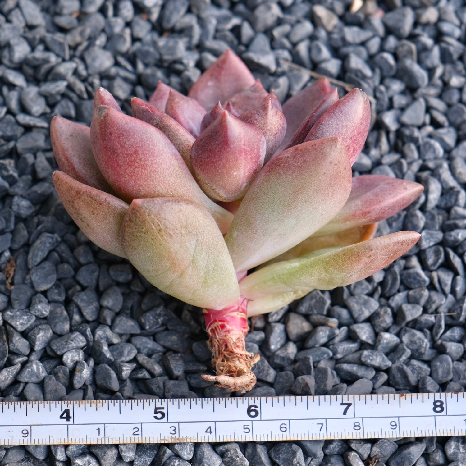 Echeveria Pink Tulip Korean Succulent Plant
