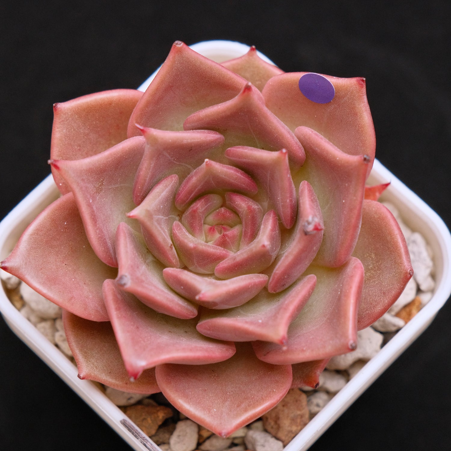 Echeveria Silonica Korean Succulent Plant