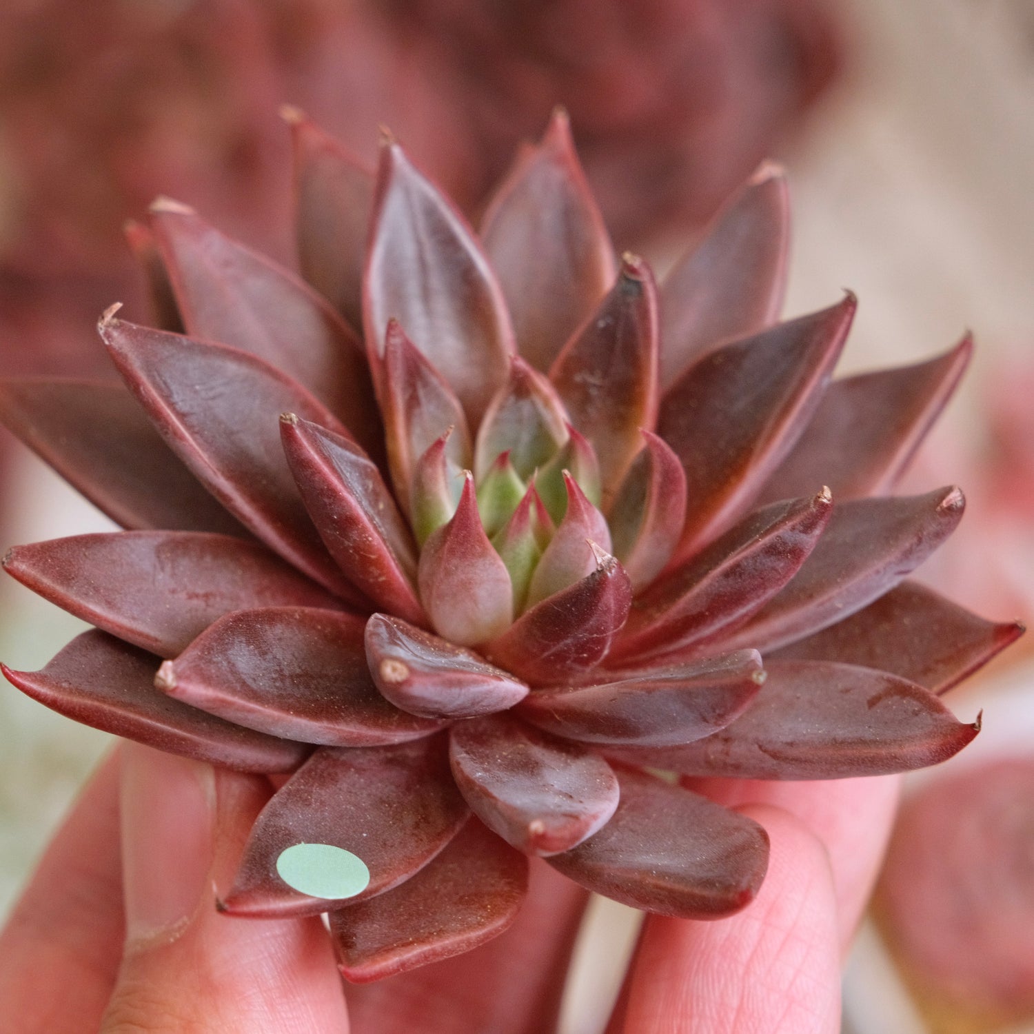 Echeveria Let&