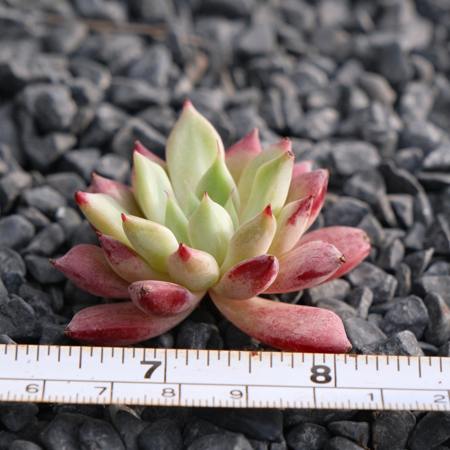 Echeveria Ametrine No. 2 Korean Succulent Plant Rare Hwaga hybrid