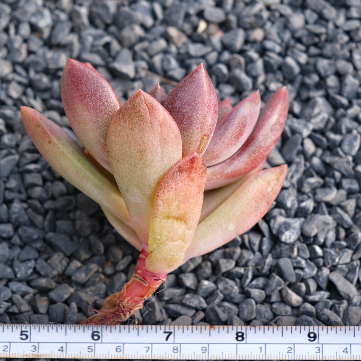 Echeveria Pink Tulip Korean Succulent Plant