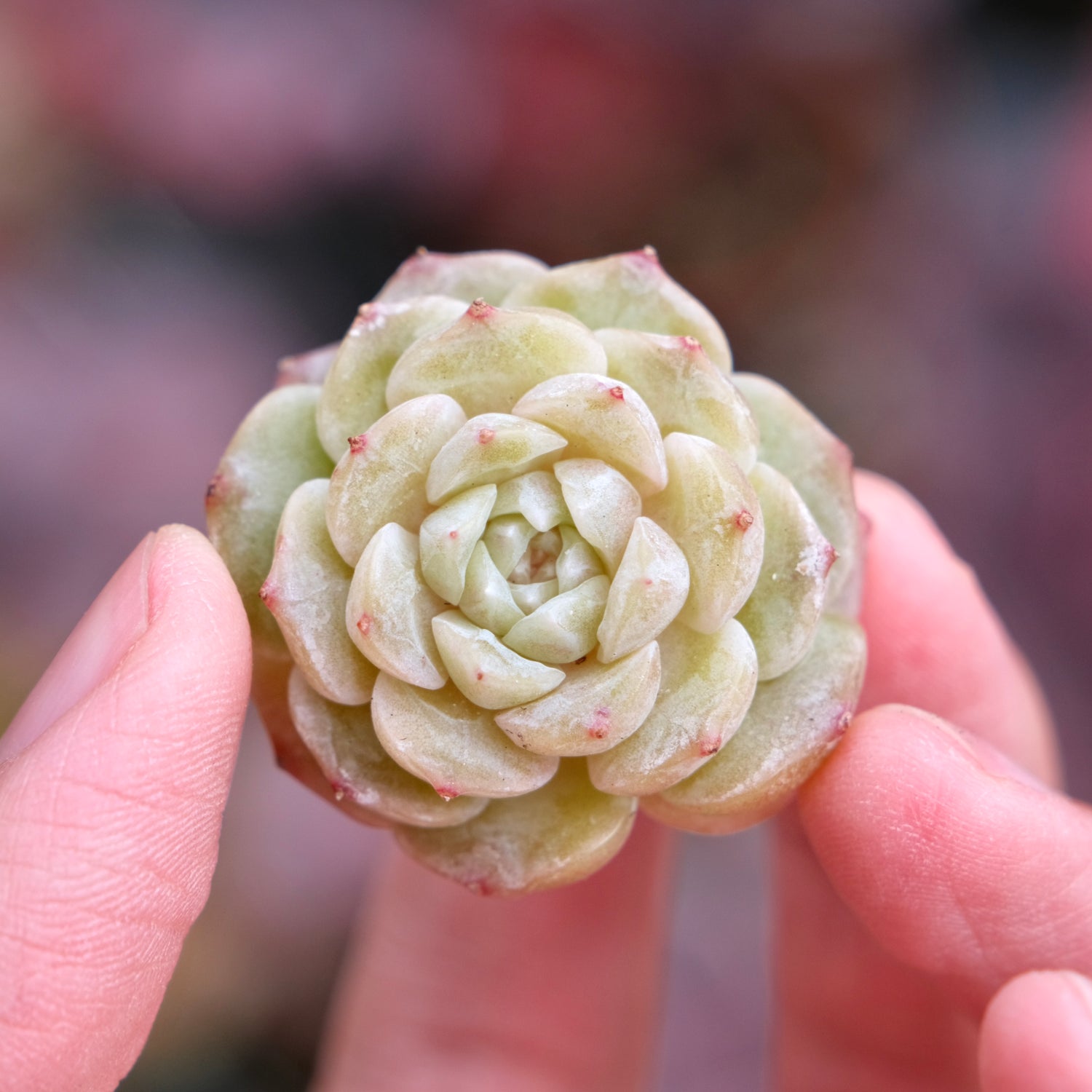 Echeveria Pure Love Korean Succulent Plant Changhee hybrid