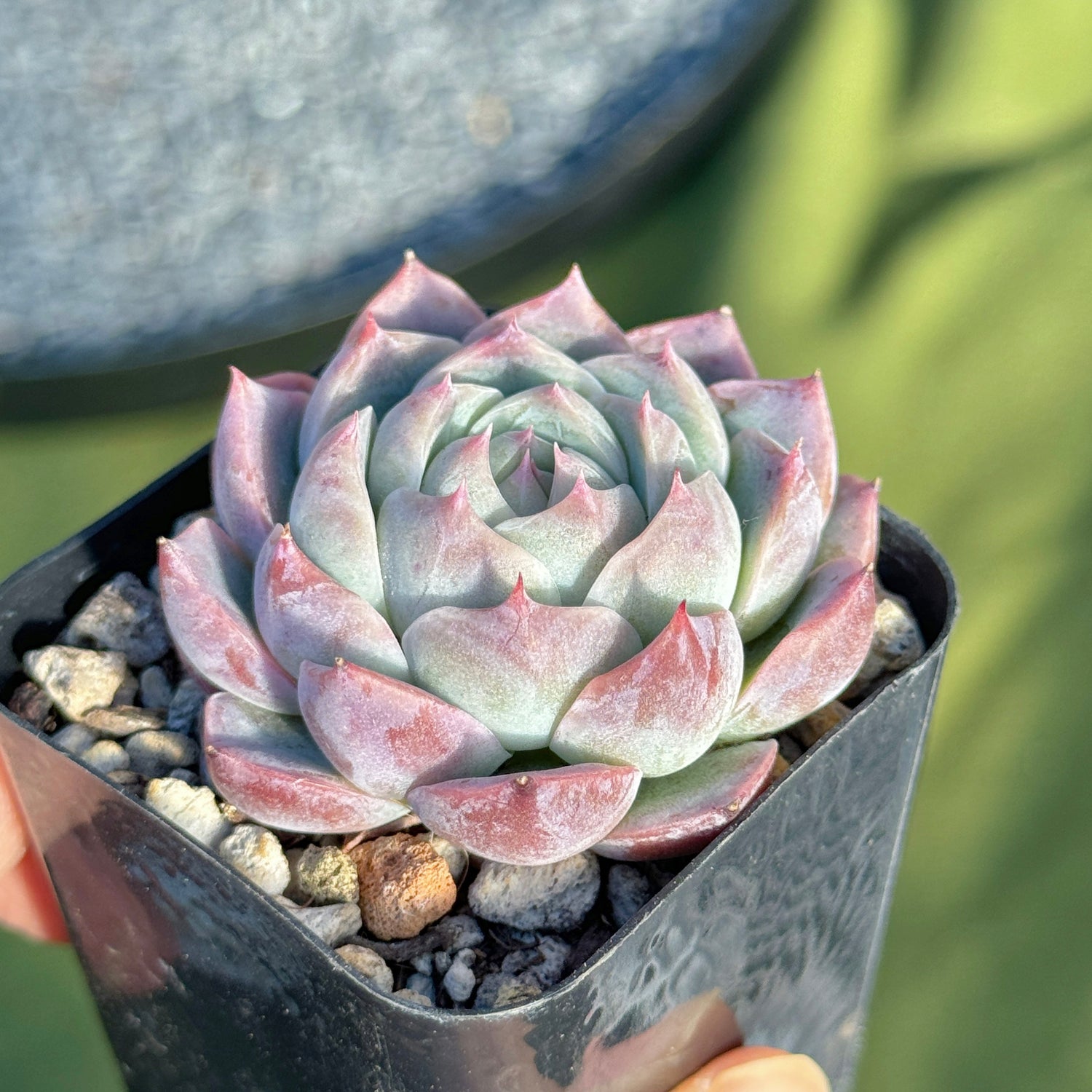 Echeveria Pole Dance Korean Succulent Plant