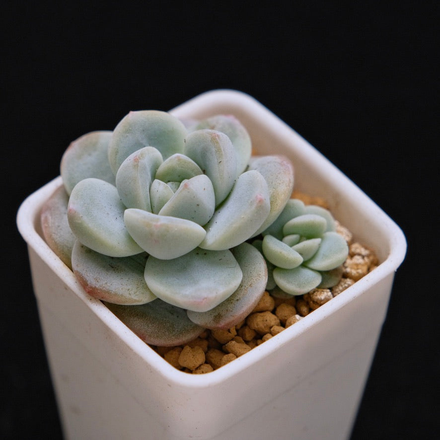 Echeveria Ice Green baby double Korean Succulent Plant