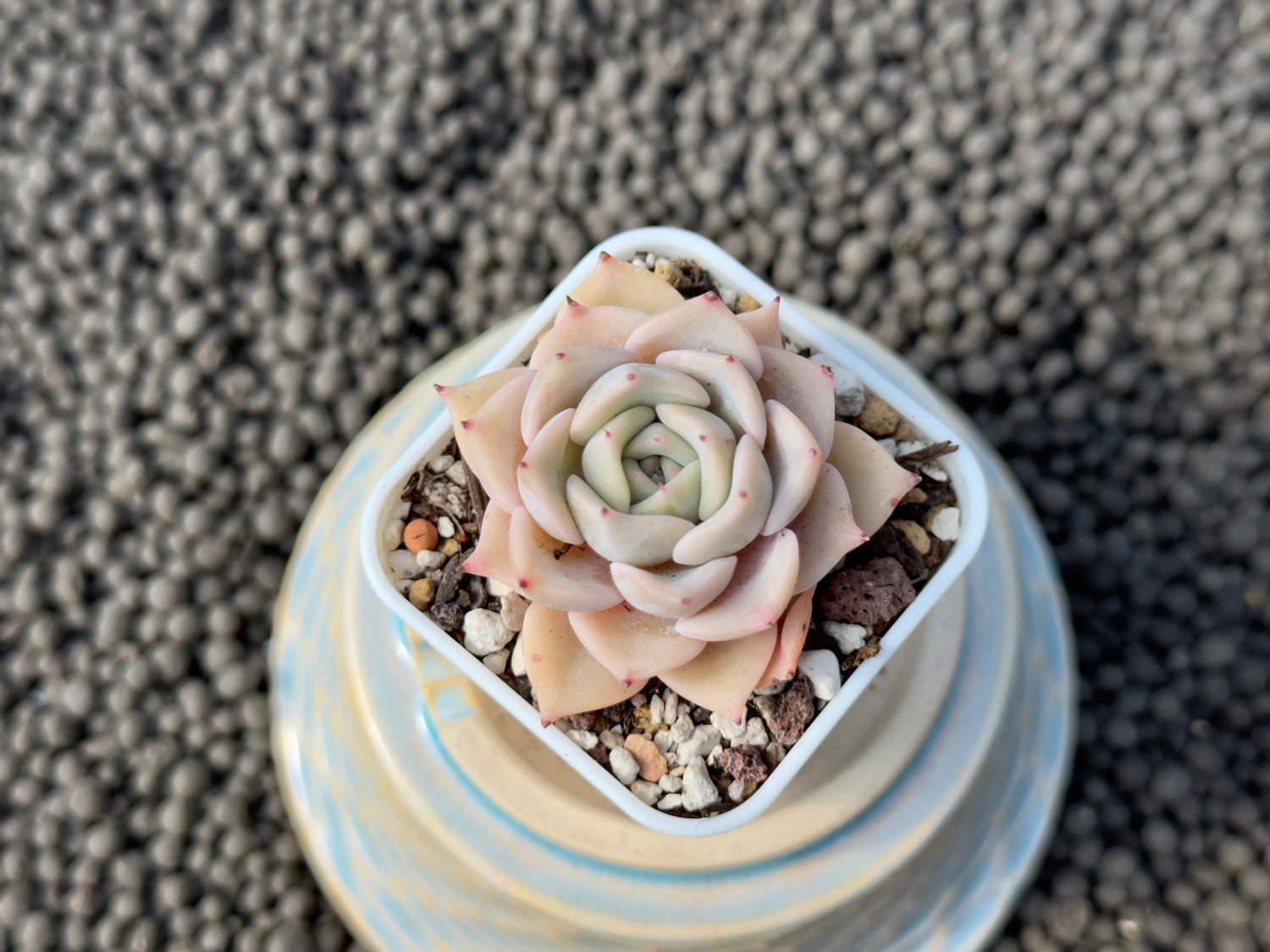 Echeveria Zeppelin Korean Succulent Plant Hwaga Hybrid