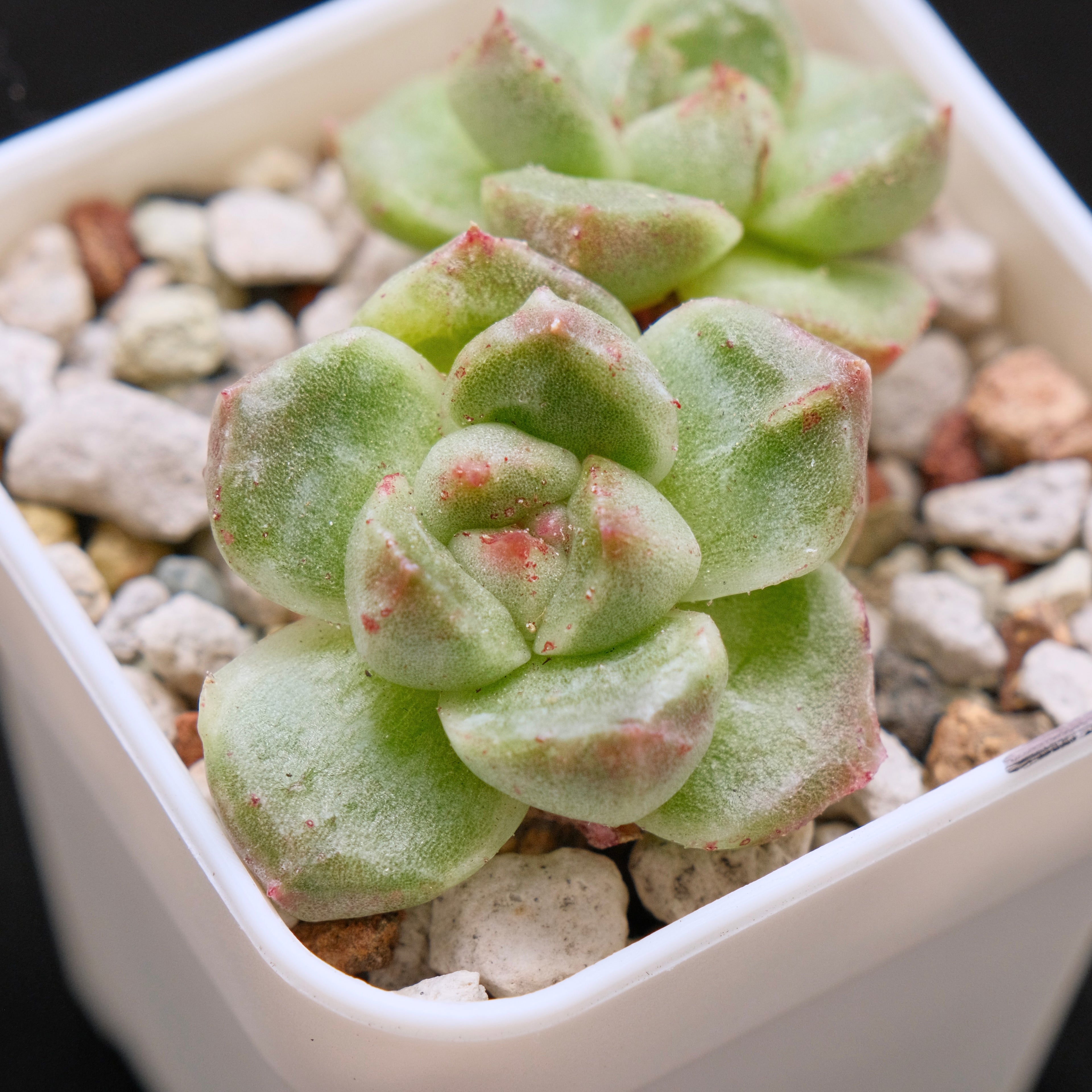 Monstrose Echeveria Gremlin Korean Succulent Plant