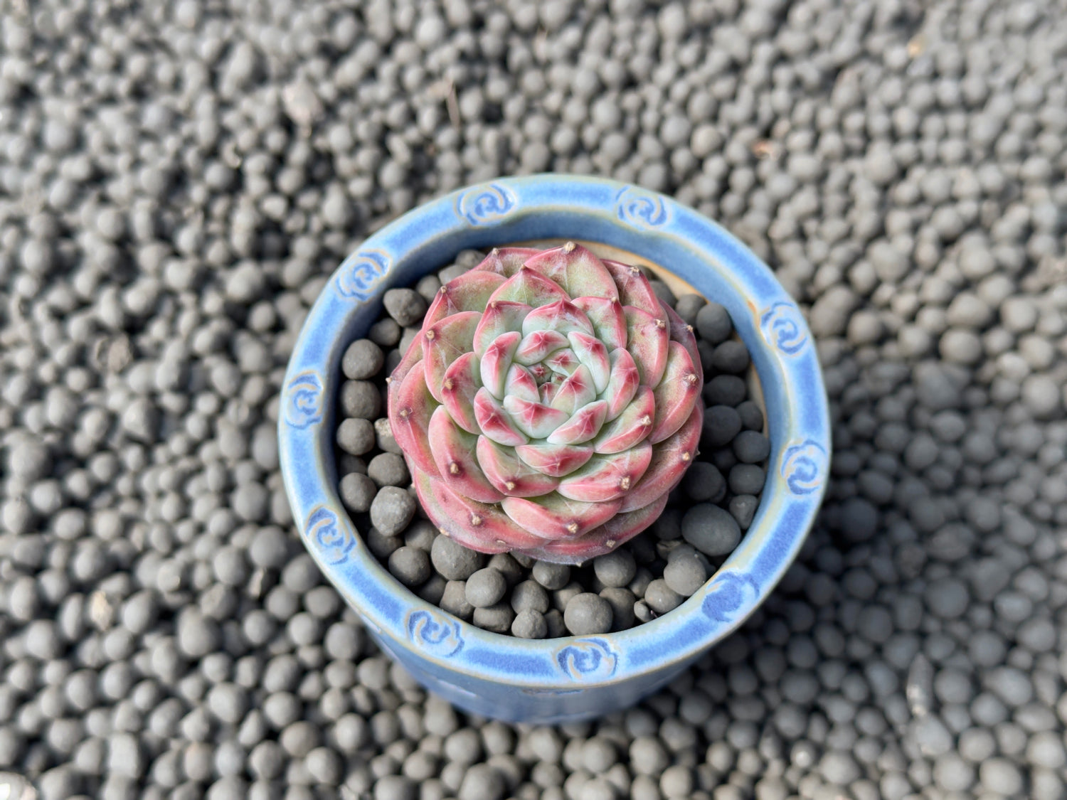 Echeveria Spring Strawberry Imported Succulent Plant