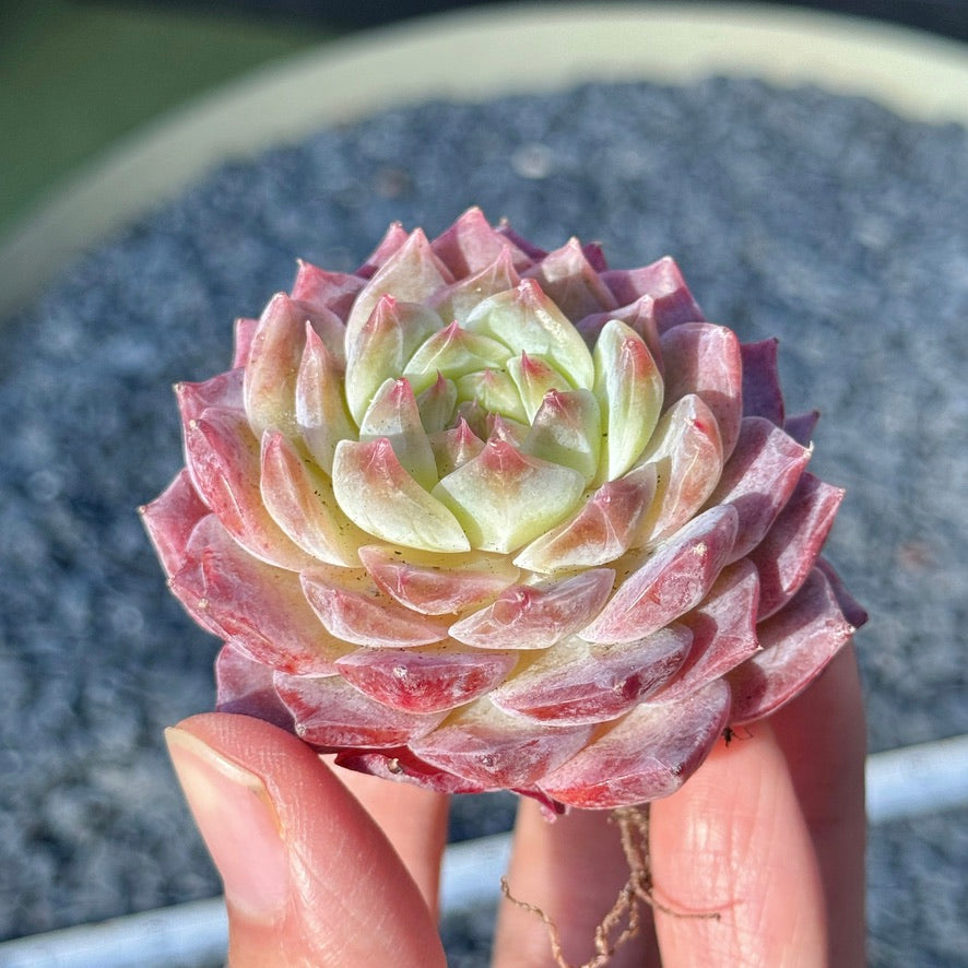 Echeveria Rosé Succulent Plant H