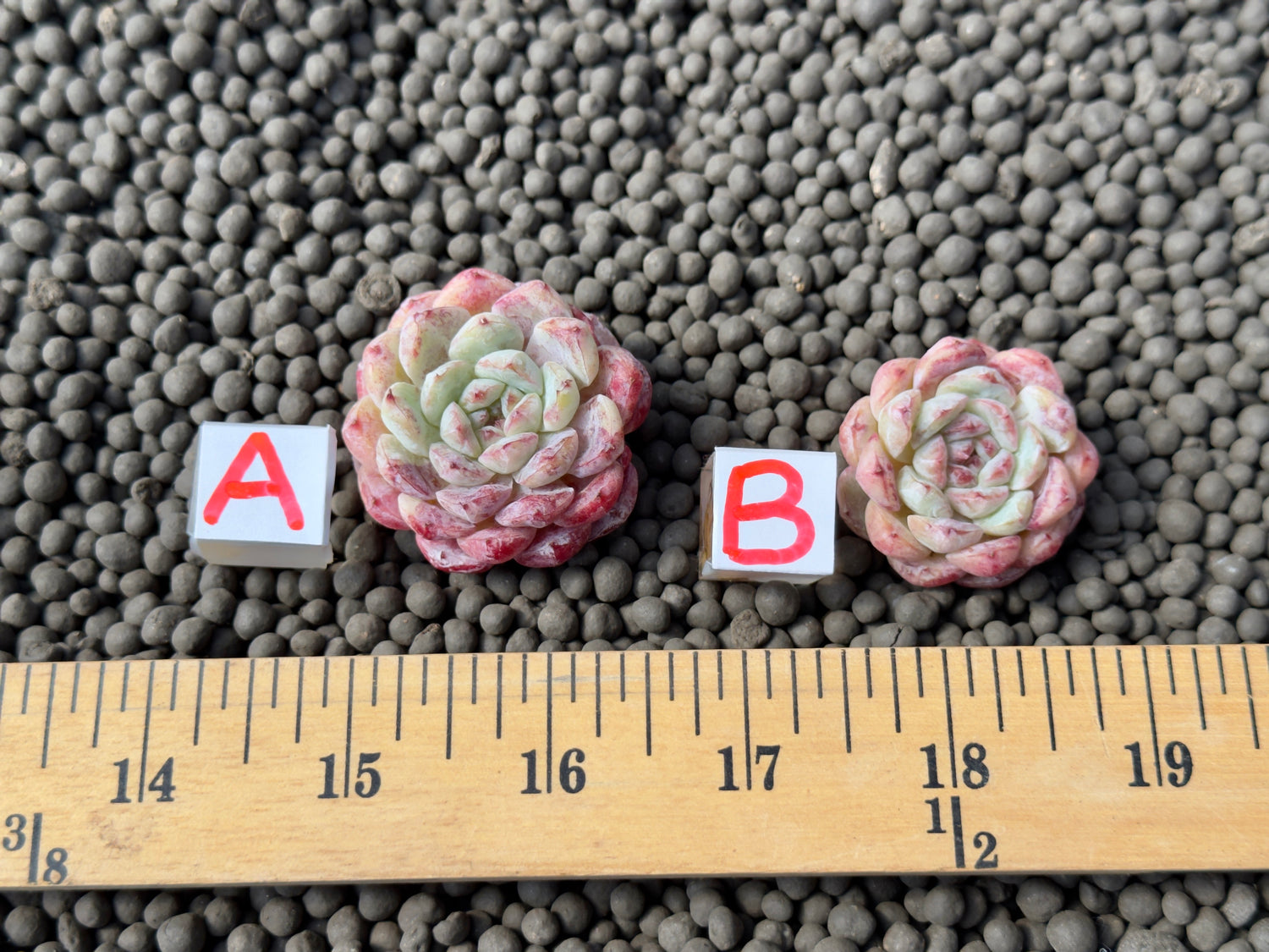 Echeveria Michelin Korean Succulent Plant Changhee hybrid