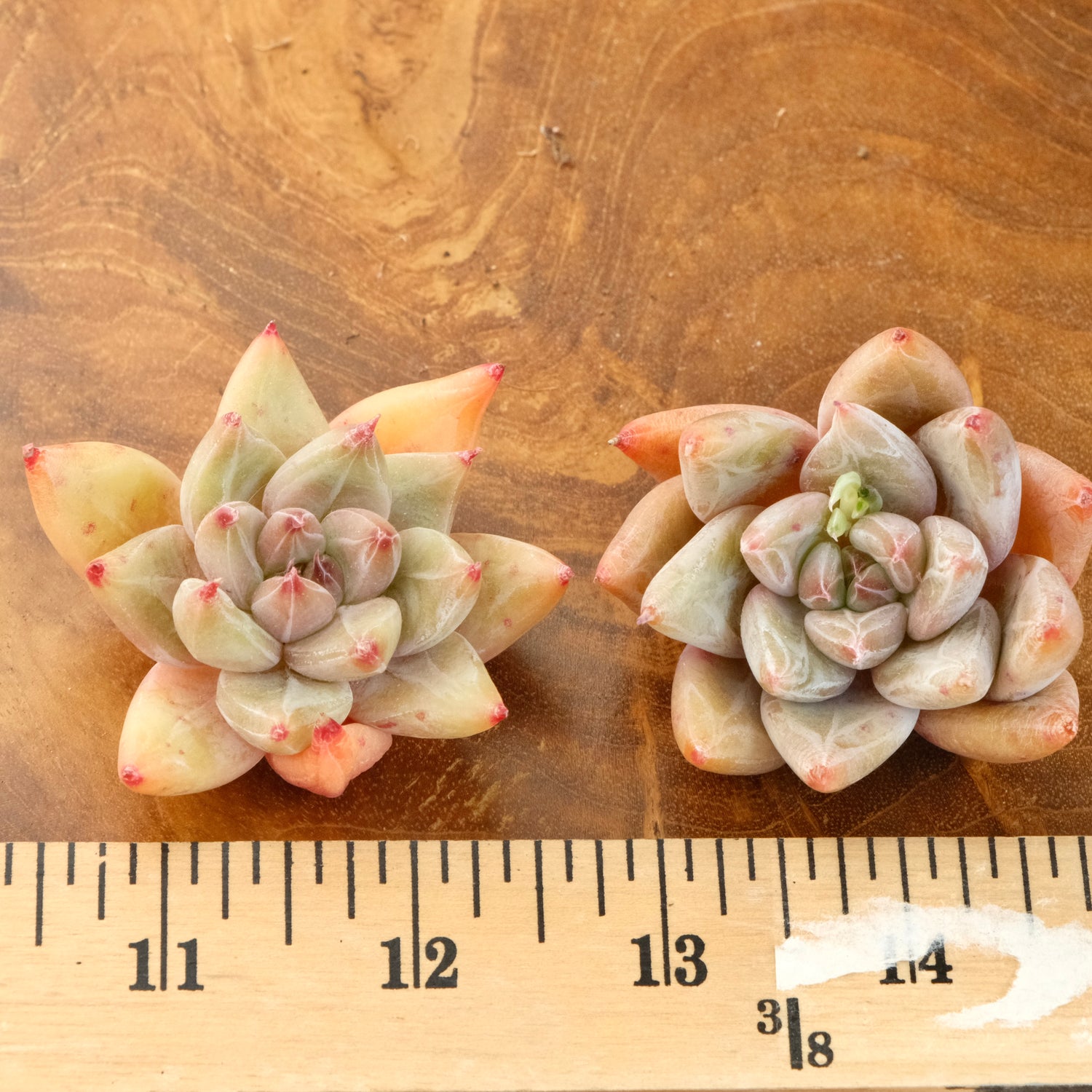 Echeveria Seven Knights Korean Succulent Plant Mam and Sister hybrid
