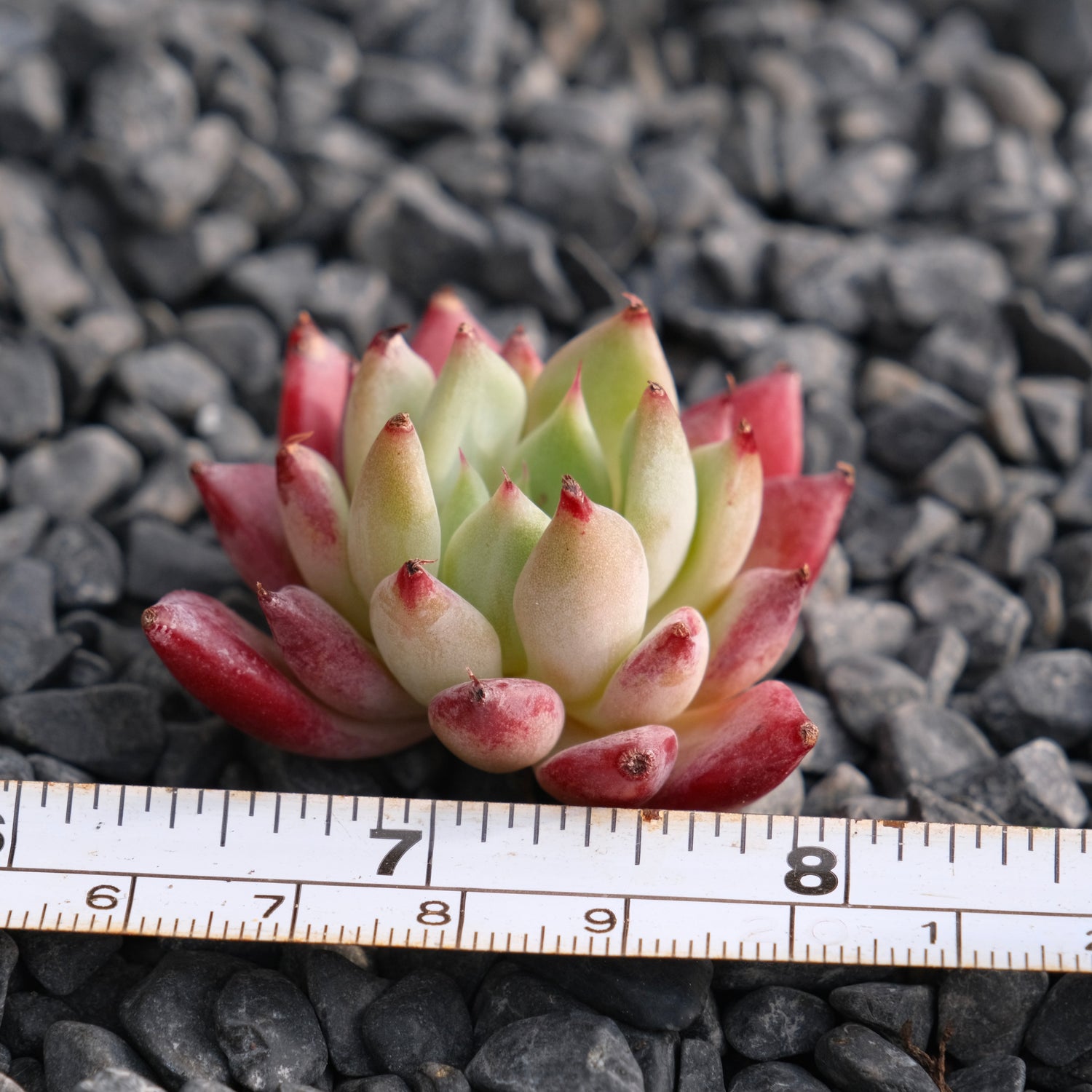 Echeveria Ametrine No. 2 Korean Succulent Plant Rare Hwaga hybrid