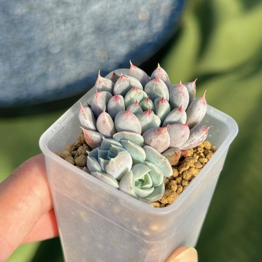 Echeveria Anthony Quinn + other baby Korean Succulent Plant