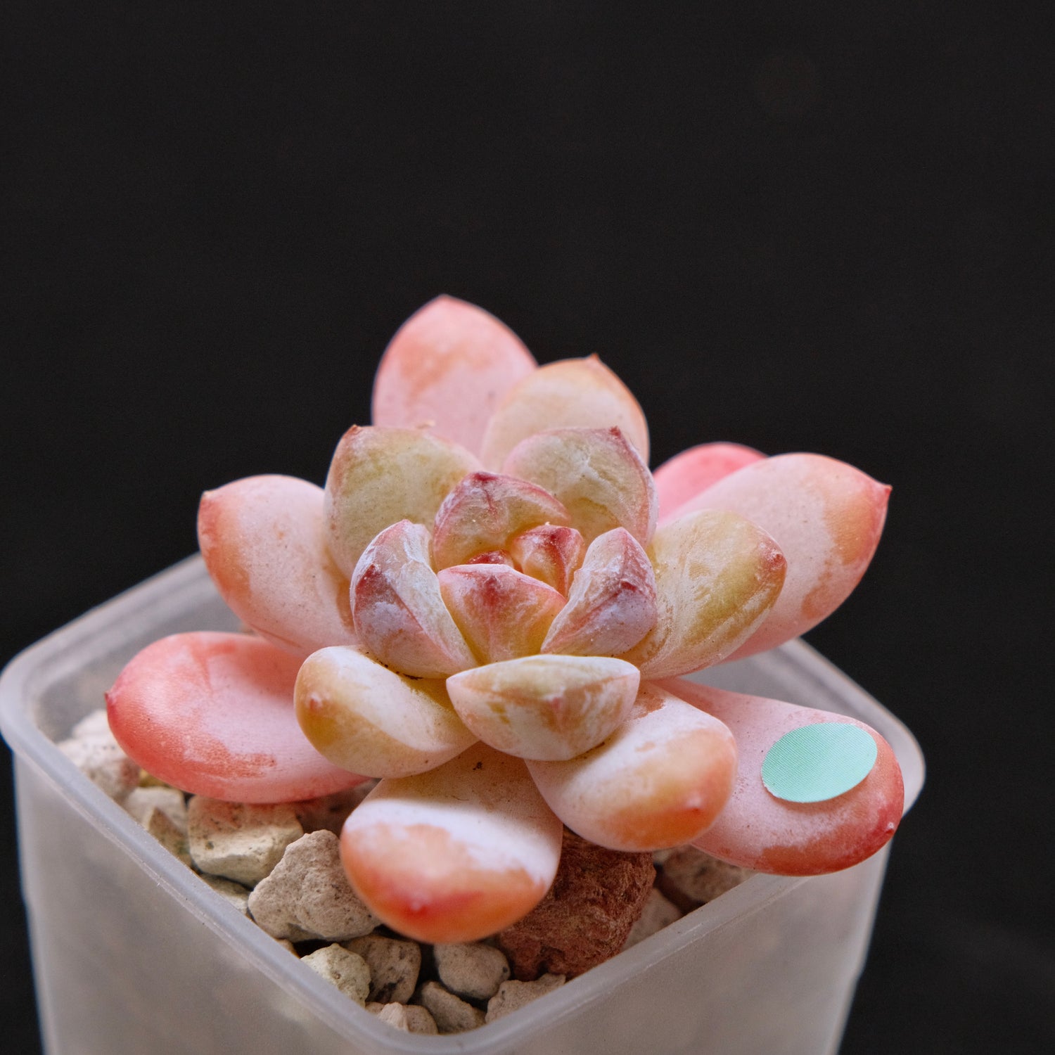 Echeveria Star Snow Imported Succulent Plant small 星星雪