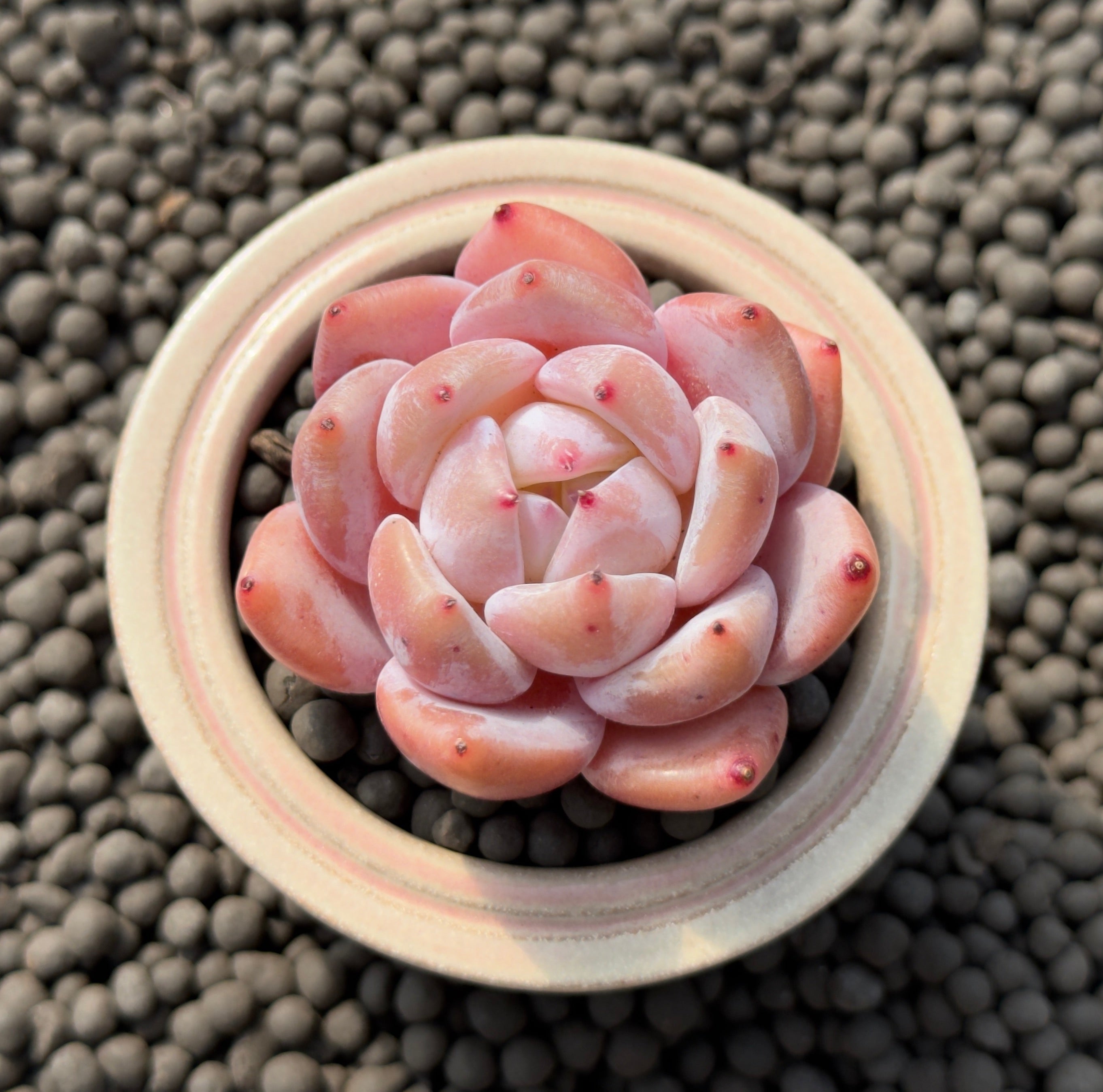 Echeveria Coral Peach Imported Succulent Plant