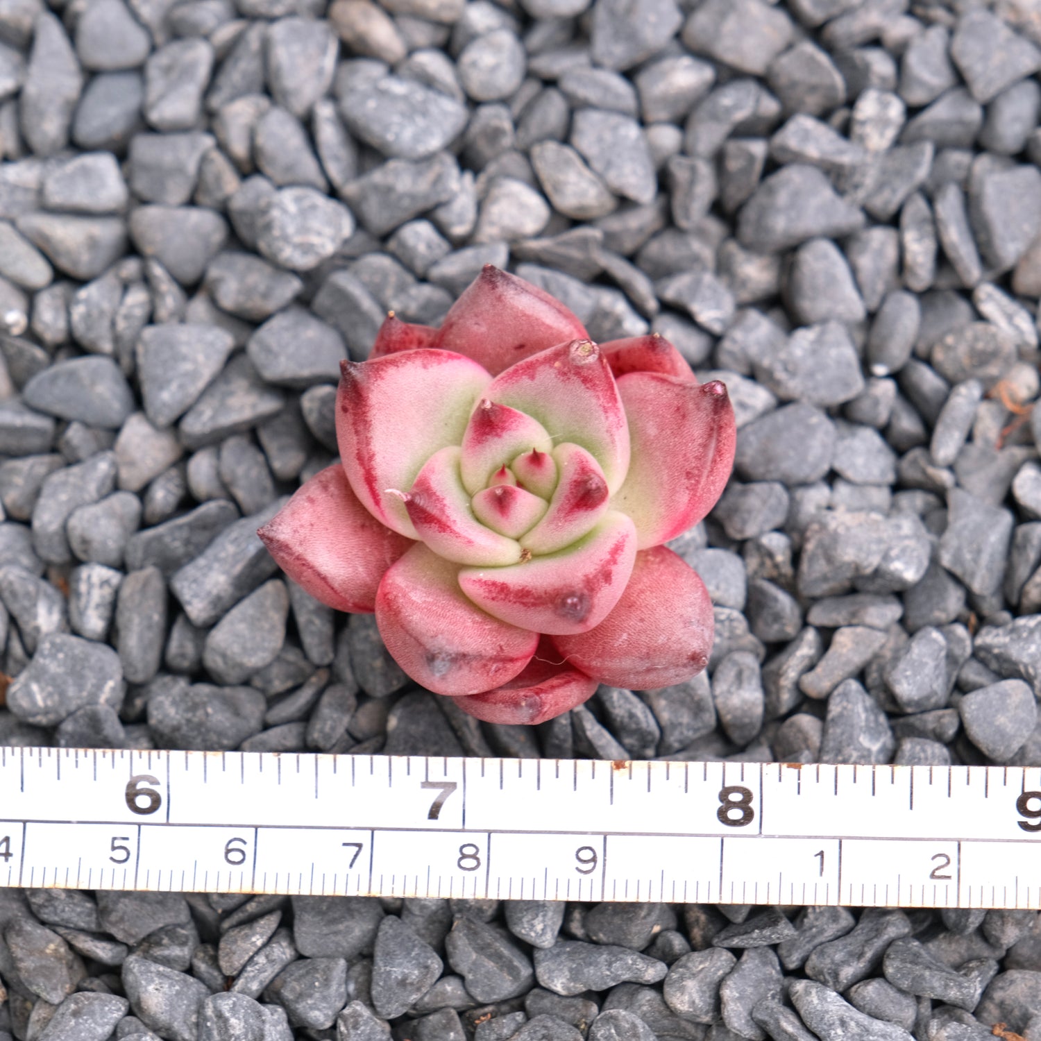 Echeveria Romeo Korean Succulent Plant