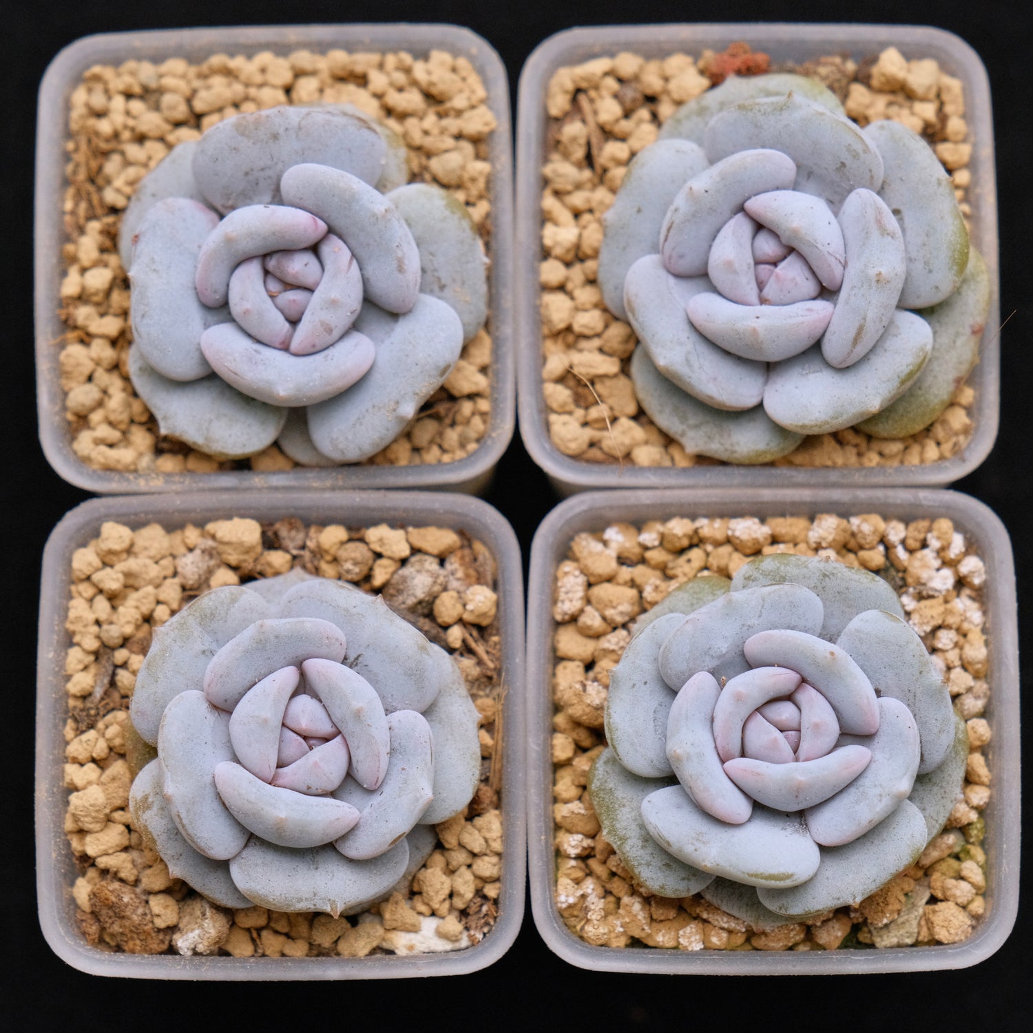 Echeveria Milk Purple baby Korean Succulent Plant Changhee hybrid