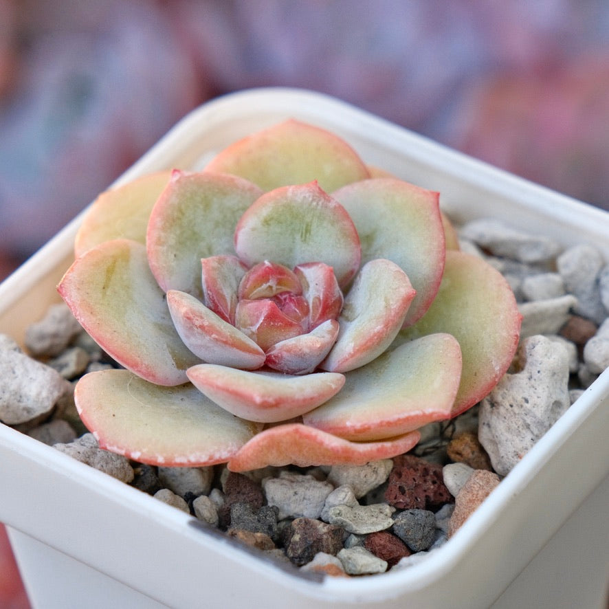 Echeveria Hakuna Matata Korean Succulent Plant