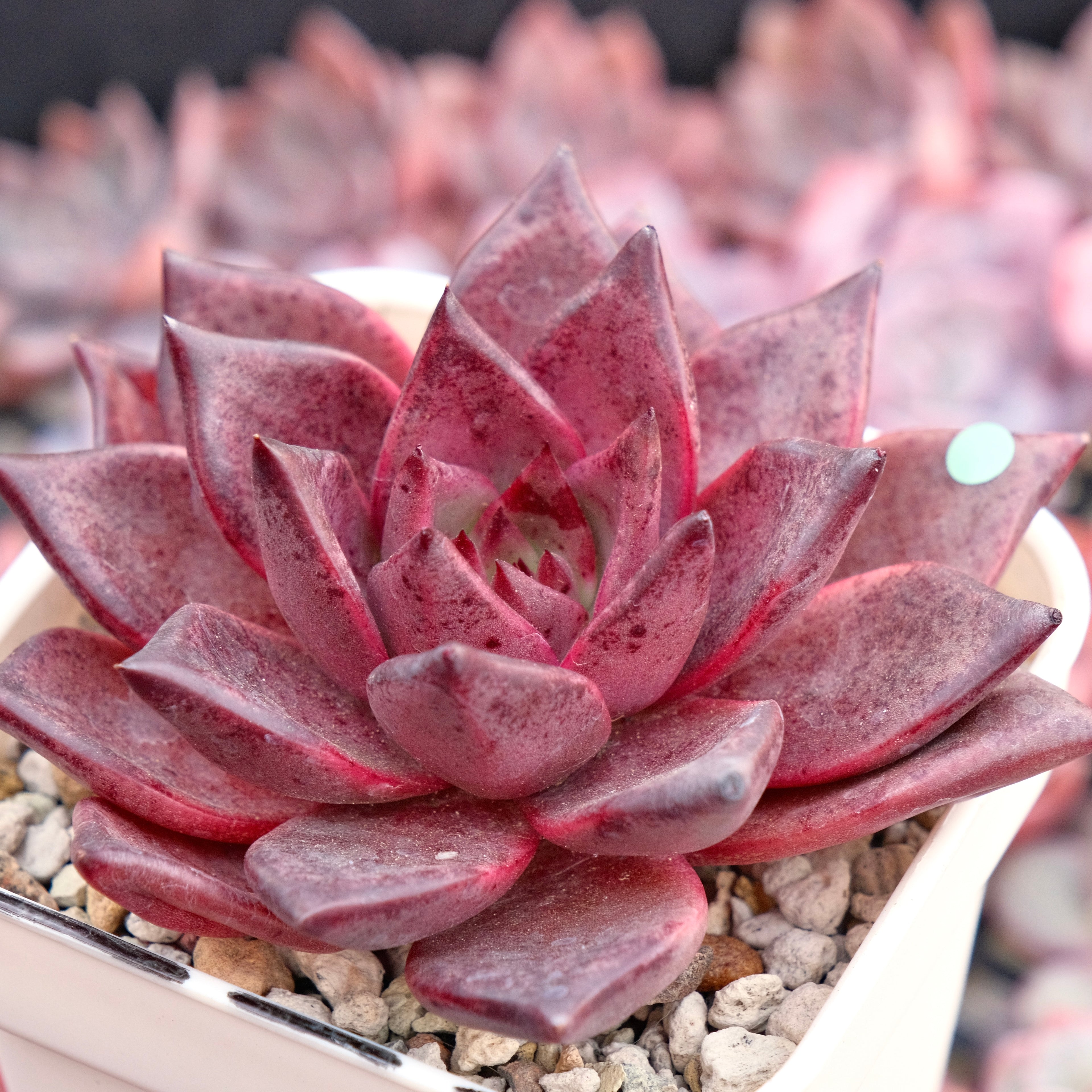 Big Echeveria Romeo Korean Succulent Plant