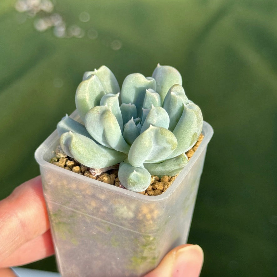 Echeveria Long Fingers Korean Succulent Plant