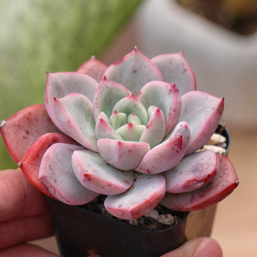 Echeveria Mecari Korean Succulent Plant