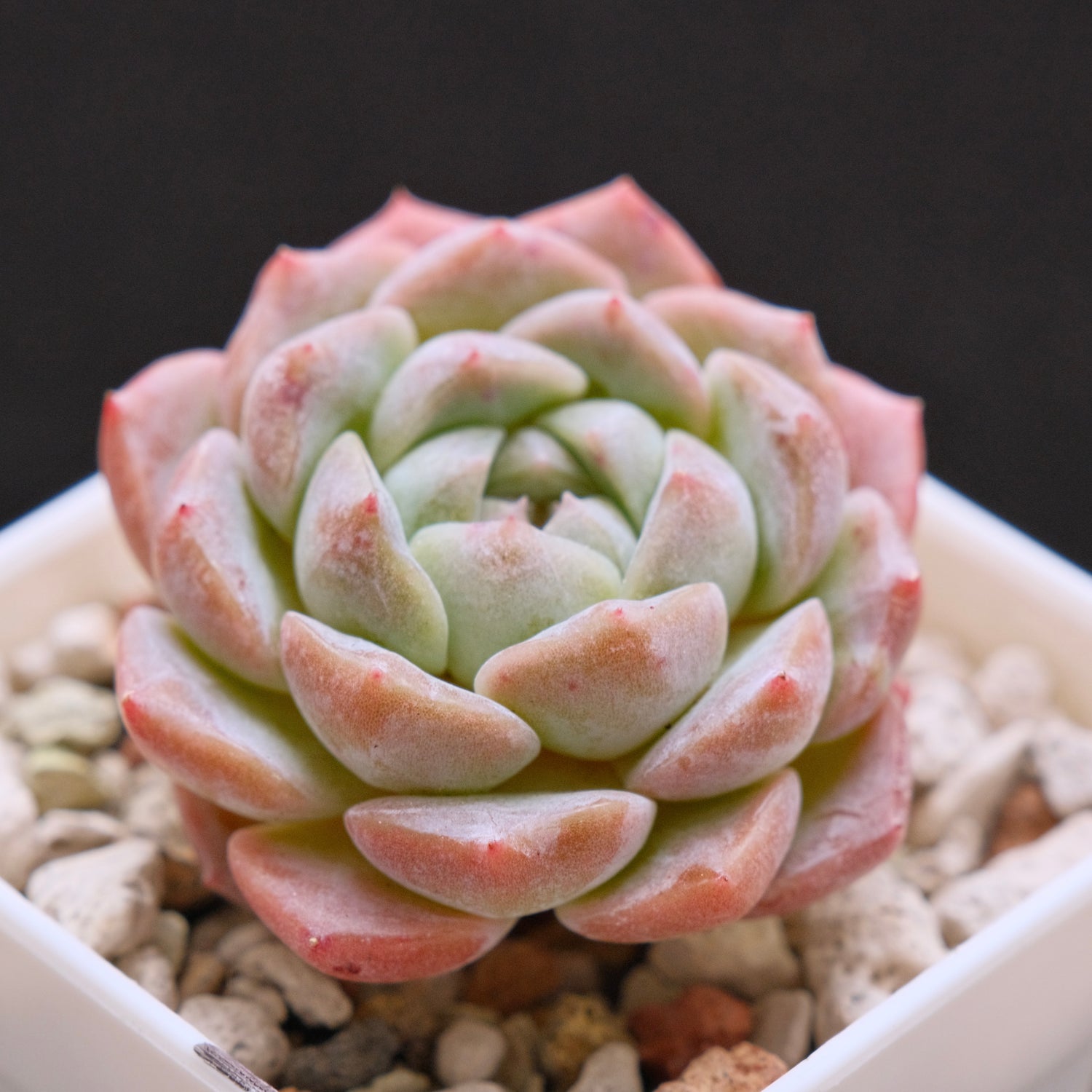Echeveria hybrid imported Succulent Plant