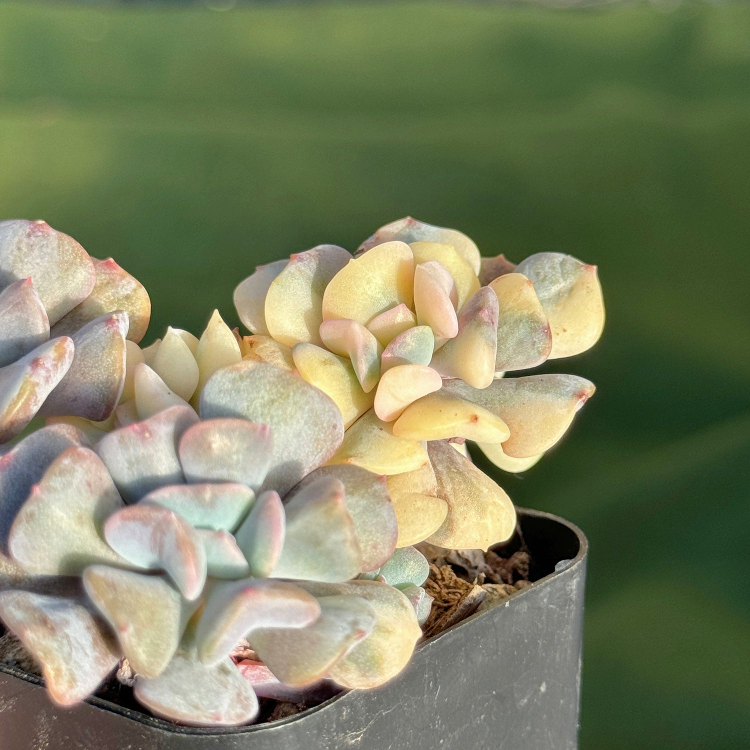 Variegated Echeveria Cubic Frost Korean Succulent Plant