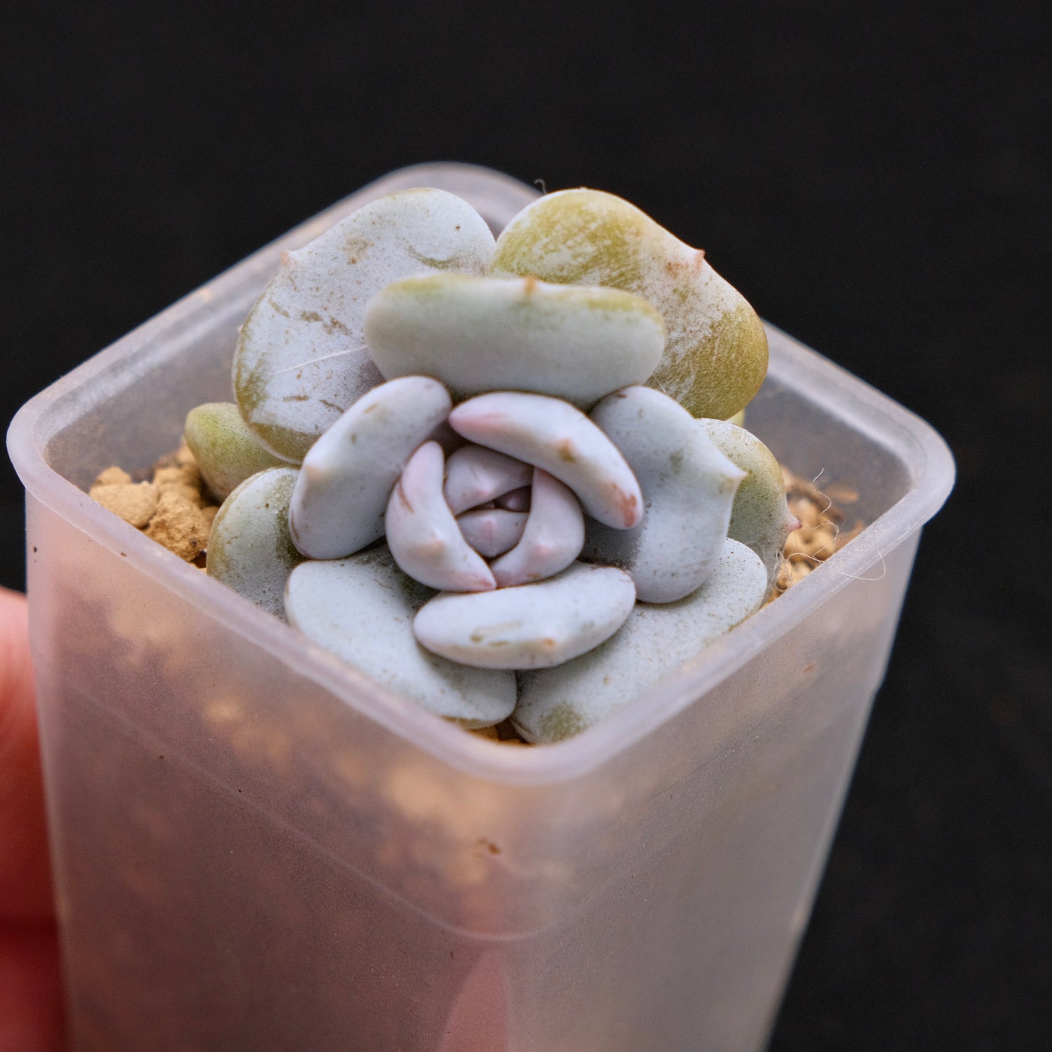 Echeveria Milk Purple Korean Succulent Plant Changhee hybrid