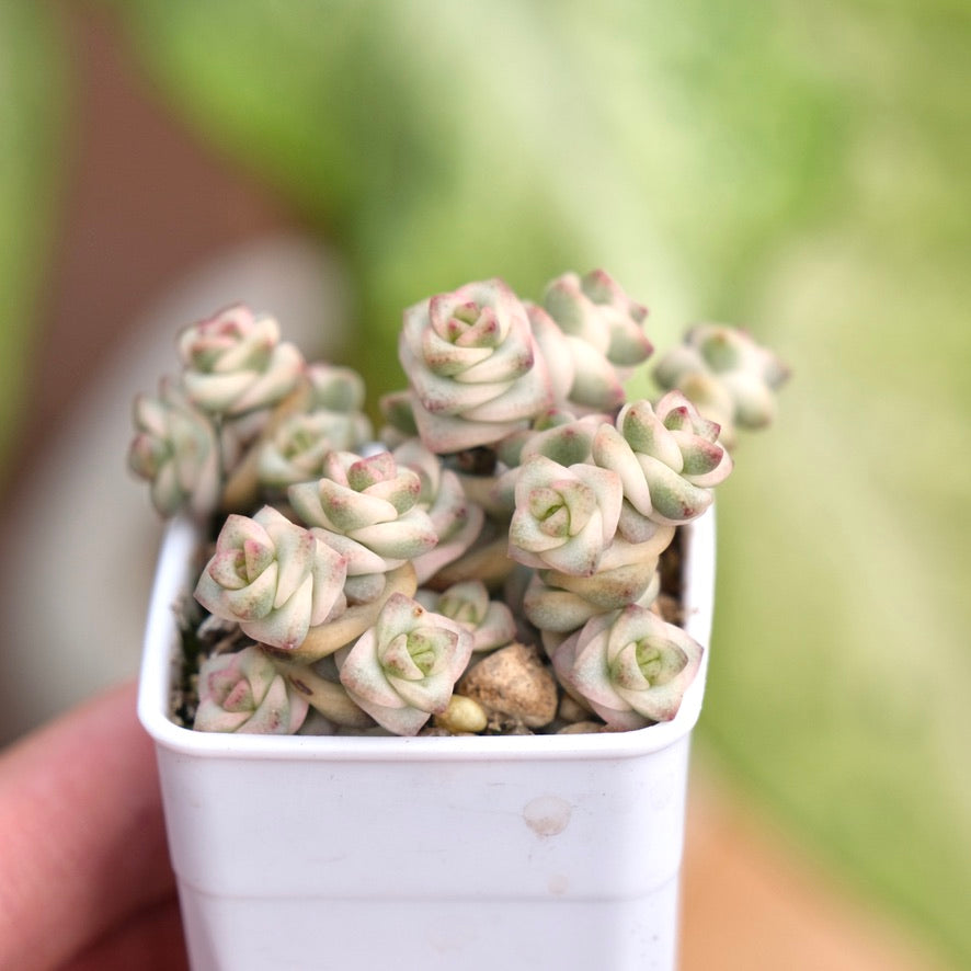 Variegated Crassula Fantasy Korean Succulent Plant