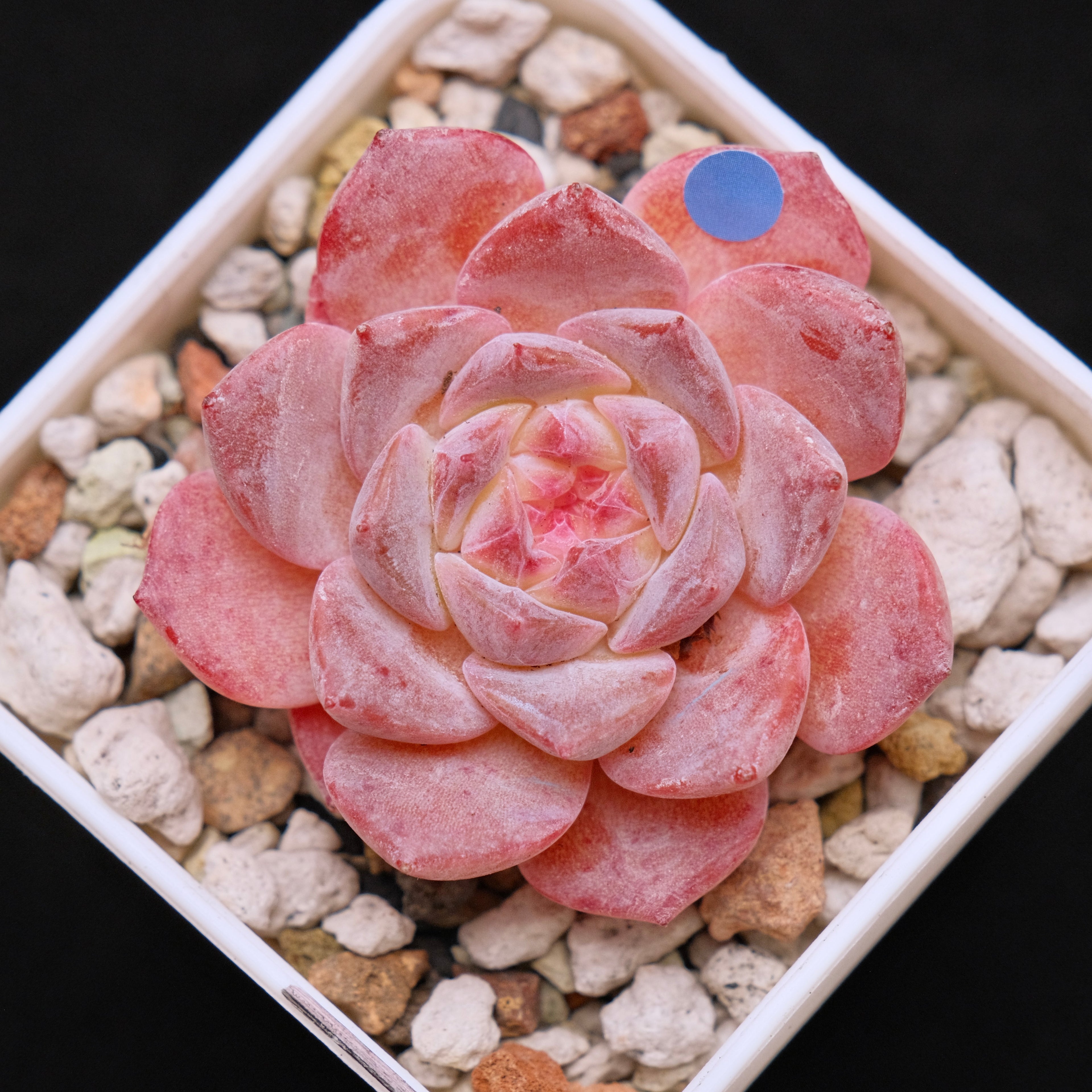 Echeveria Rosé Imported Succulent Plant *New* 月牙杂