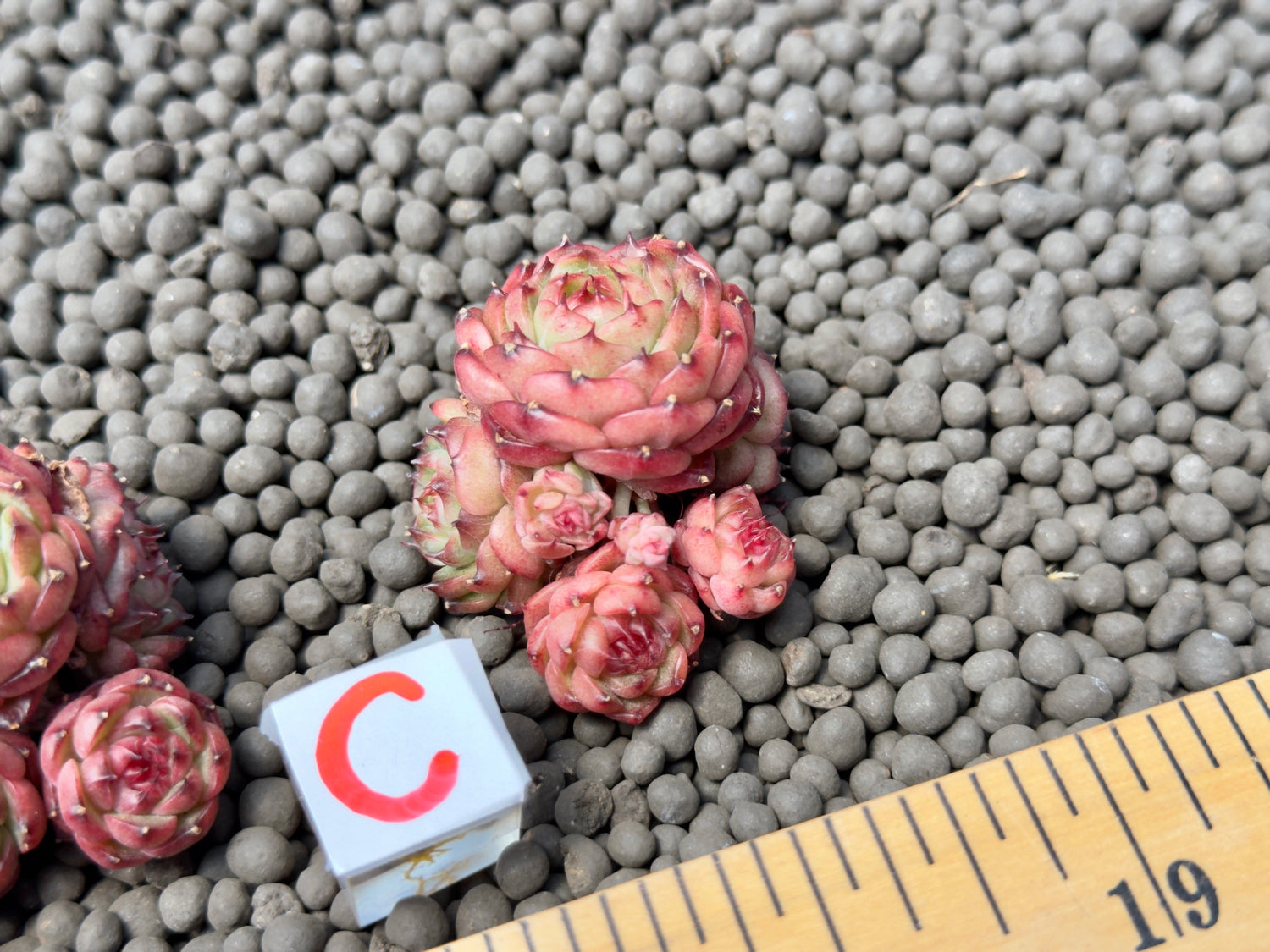 Echeveria Chocolate Mocha Imported Succulent Plant