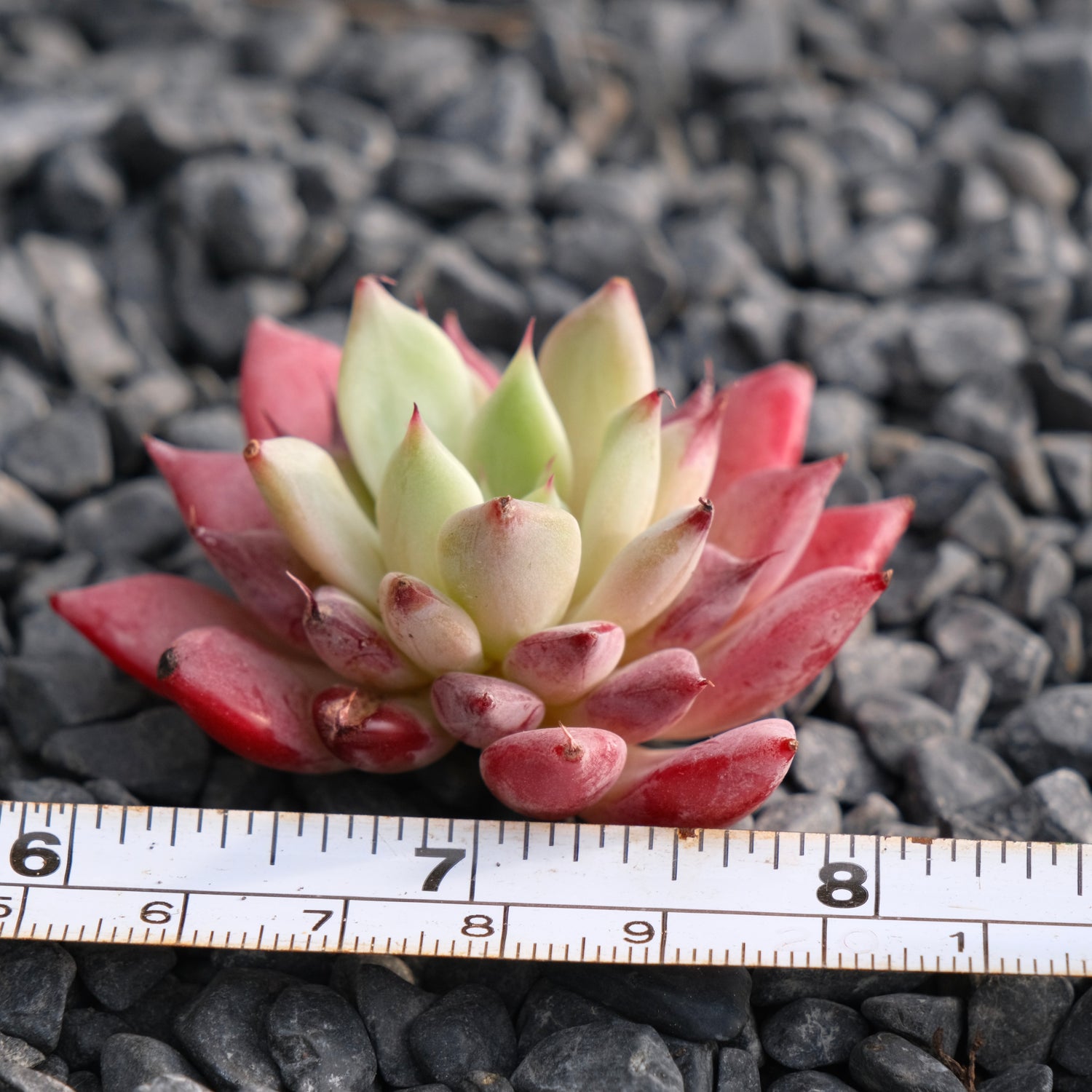 Echeveria Ametrine No. 2 Korean Succulent Plant Rare Hwaga hybrid
