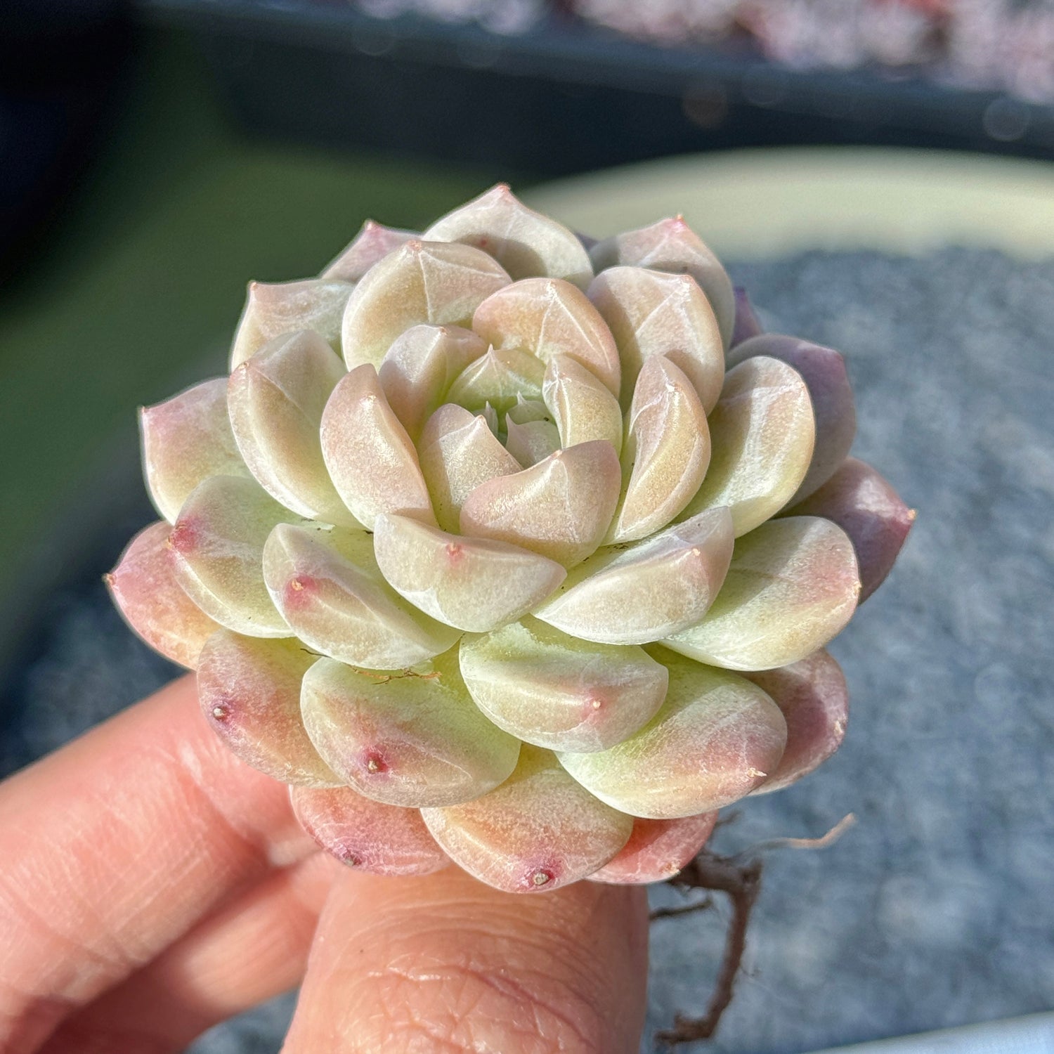 Echeveria Mystery Hybrid Succulent Plant E