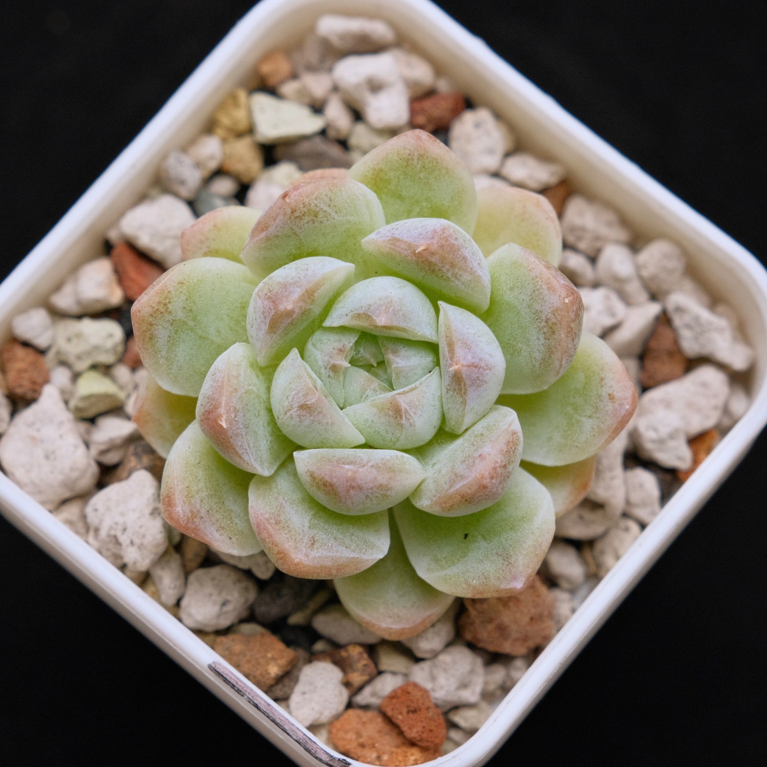 Echeveria hybrid imported Succulent Plant