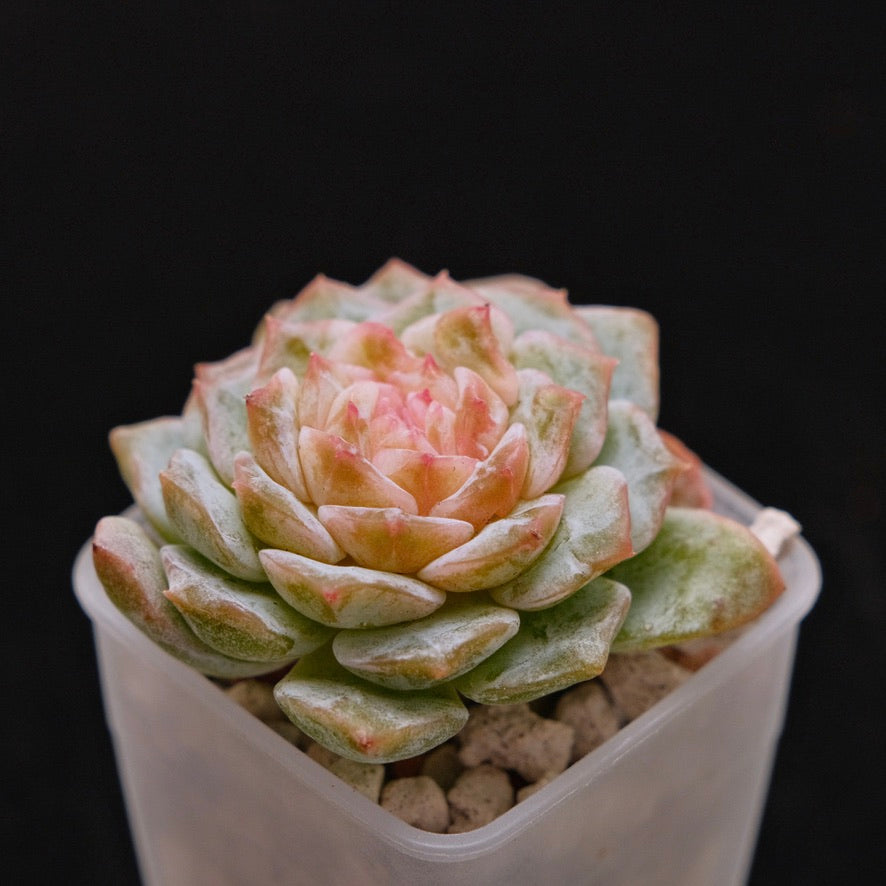 Echeveria Pink Jenny Korean Succulent Plant