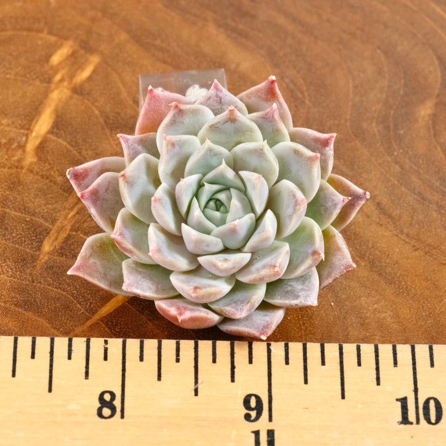 Echeveria Lilac Card Korean Succulent Plant Changhee hybrid
