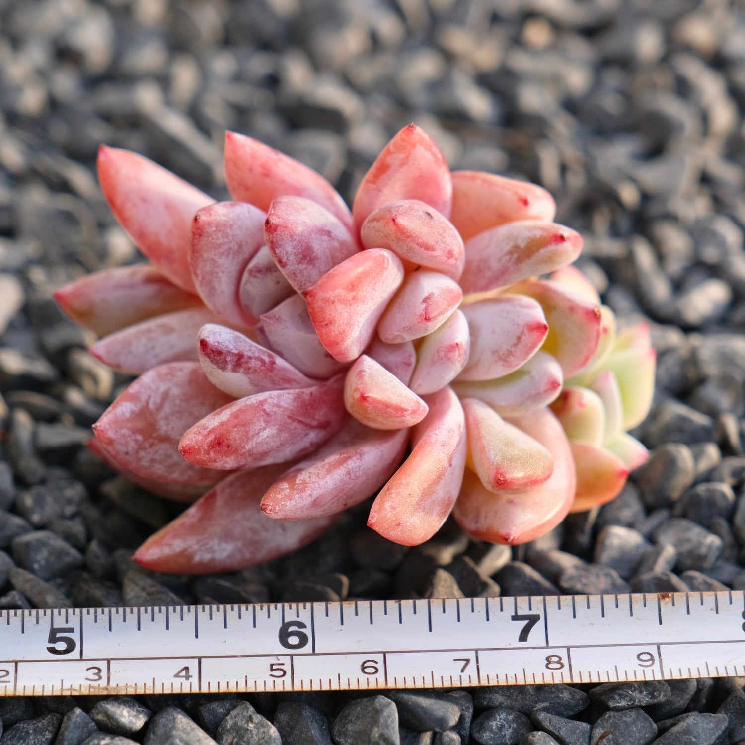 Echeveria Trumso cluster Imported Succulent Plant