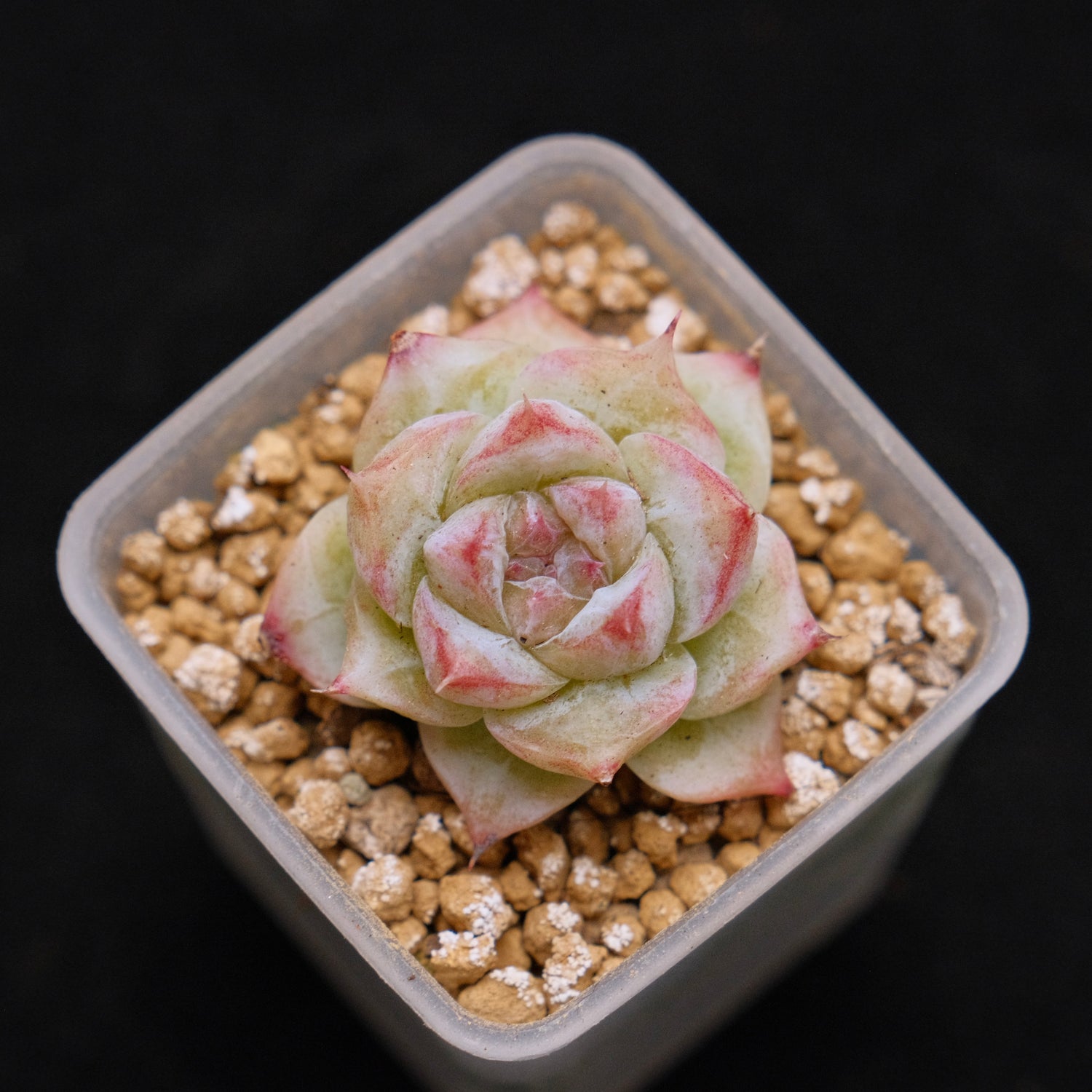Echeveria hybrid baby Korean Succulent Plant
