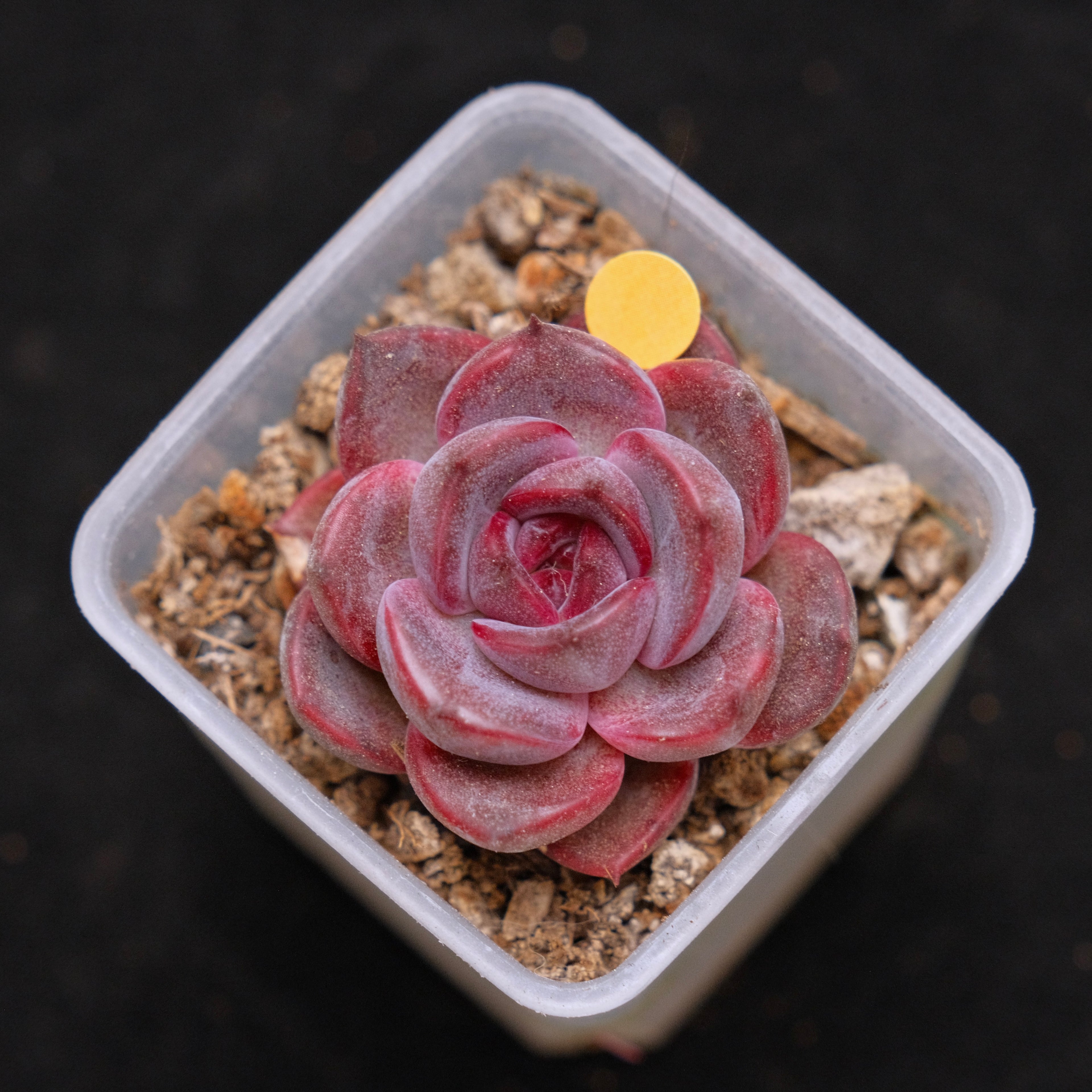 Echeveria Black Pink (small) Korean Succulent Plant Rare Changhee hybrid