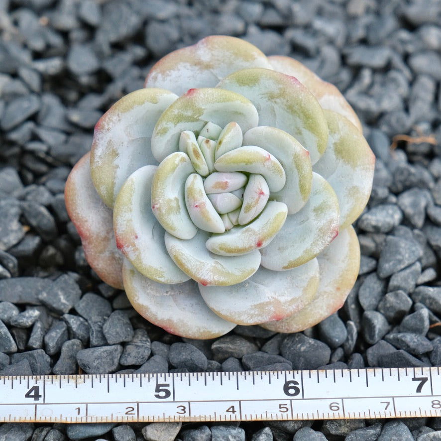 Echeveria laui Imported Succulent Plant