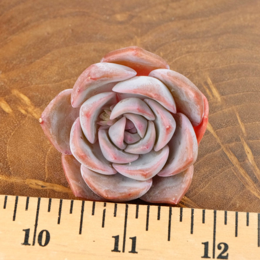 Echeveria Charming Stone Korean Succulent Plant