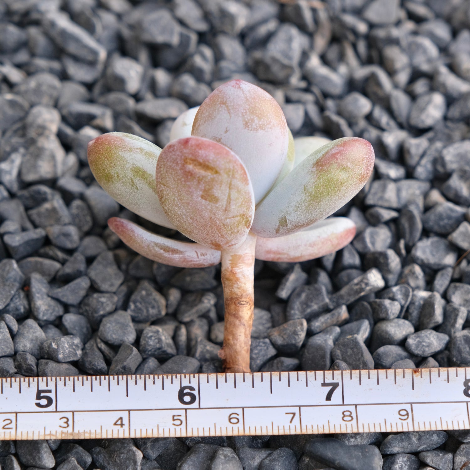 Jeronimoa Cuicatecana Korean Succulent Plant