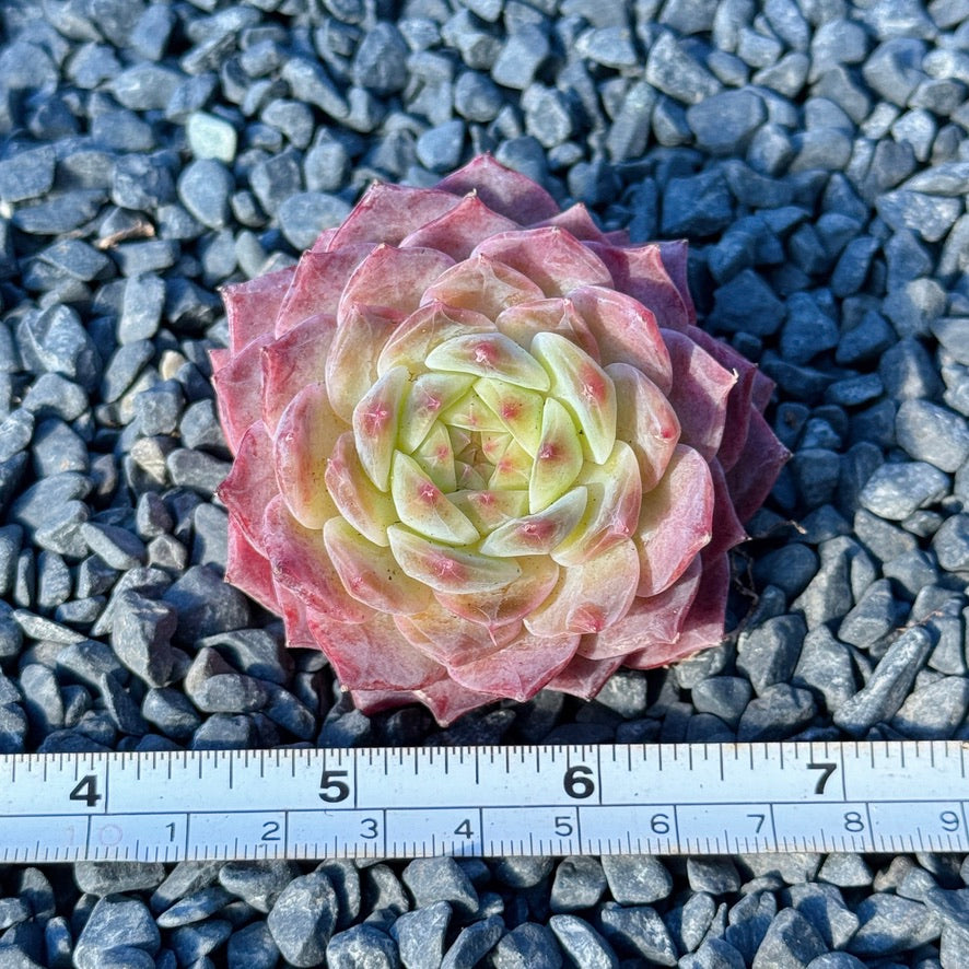 Echeveria Rosé Succulent Plant H