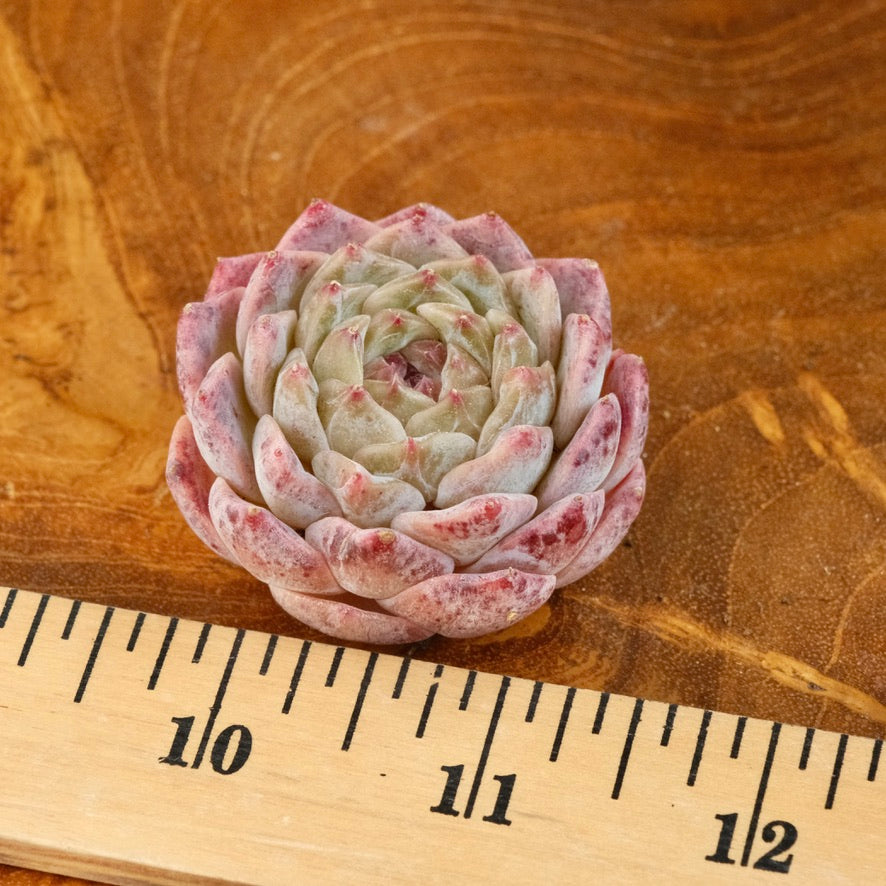 Echeveria Jelly hybrid Imported Succulent Plant