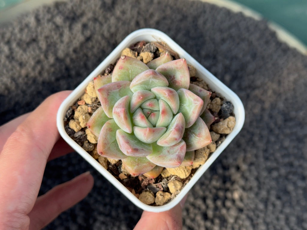 Echeveria Riddick Korean Succulent Plant Mam & Sister Hybrid