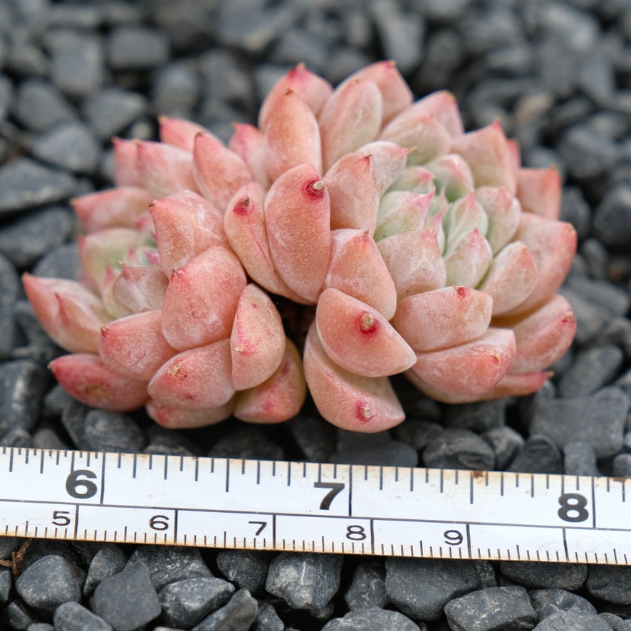 Echeveria Alba Beauty Imported Succulent Plant