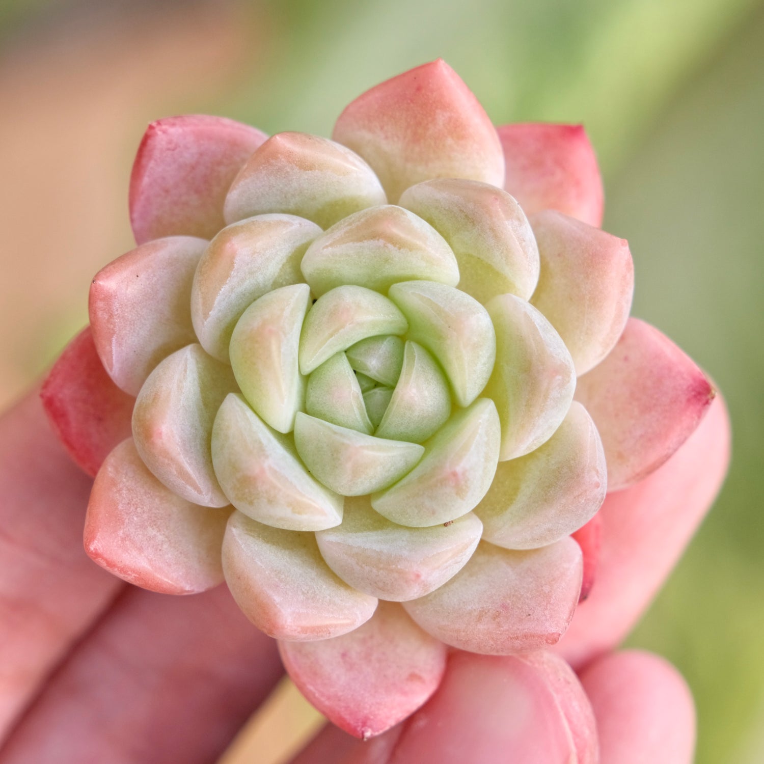 Mystery Hybrid Imported Succulent Plant