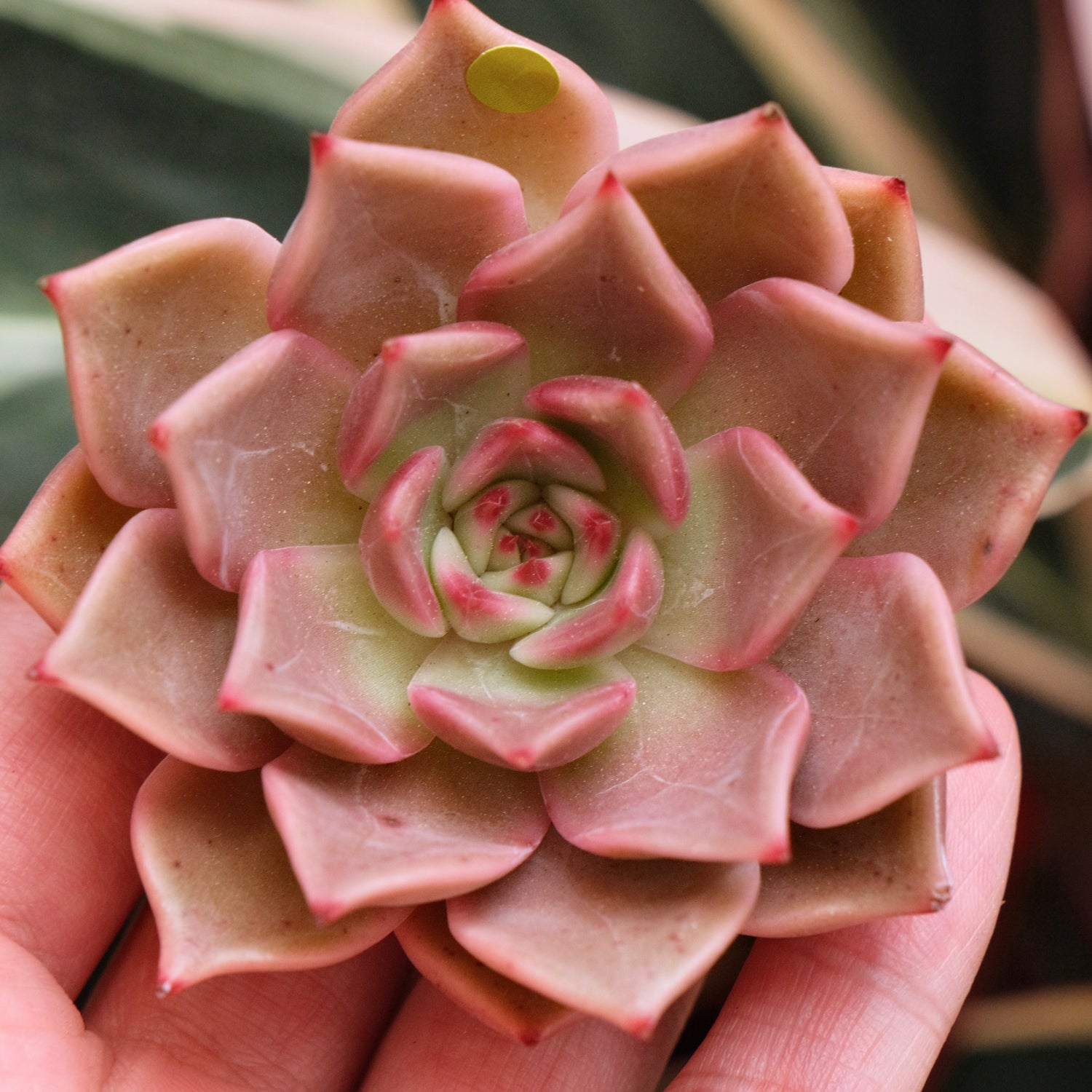 Echeveria Silonica Korean Succulent Plant