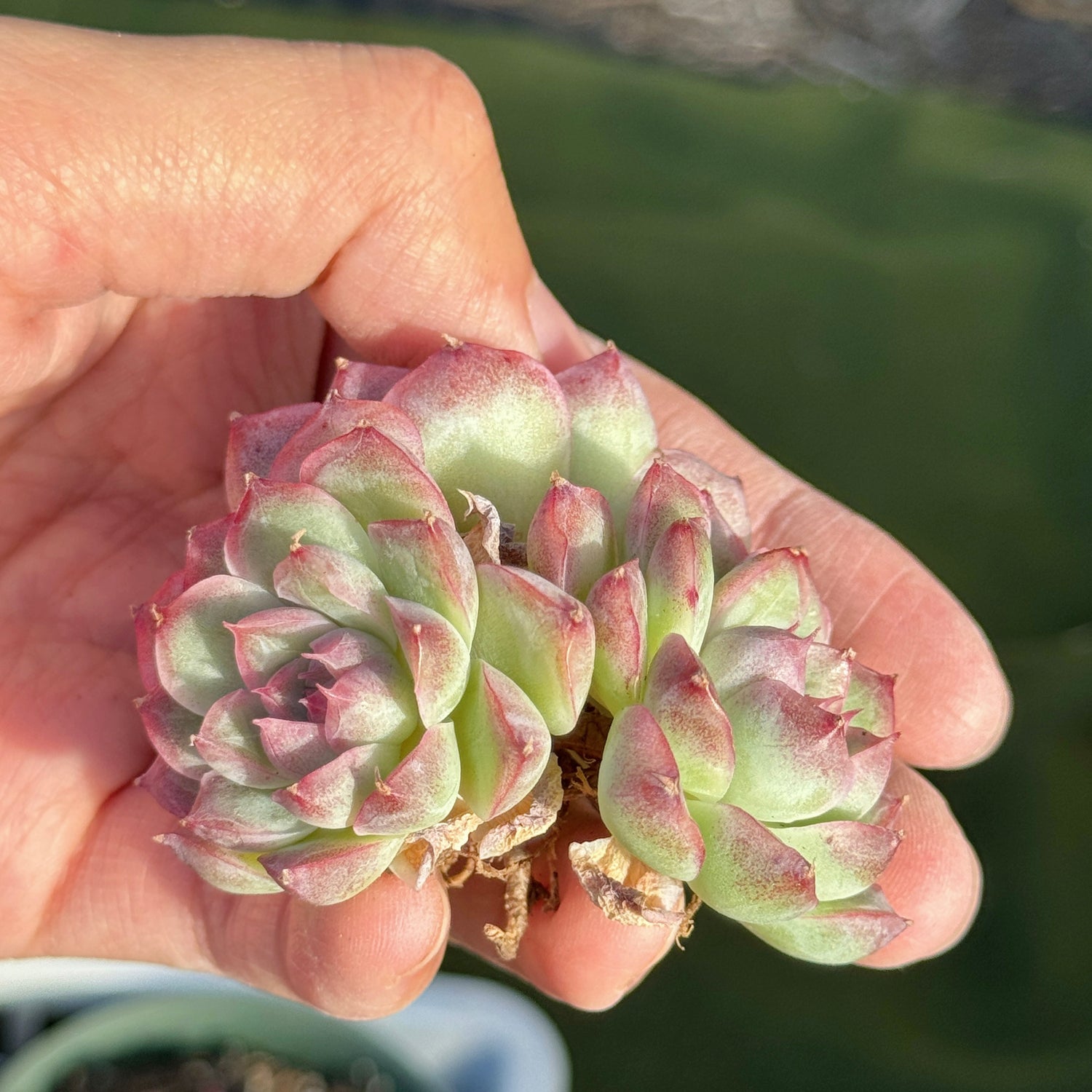 Echeveria Pink Shadow Korean Succulent Plant A *New*