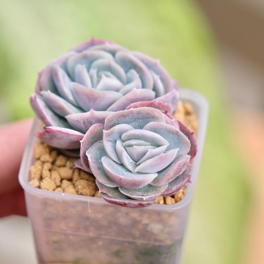Echeveria Primera Korean Succulent Plant