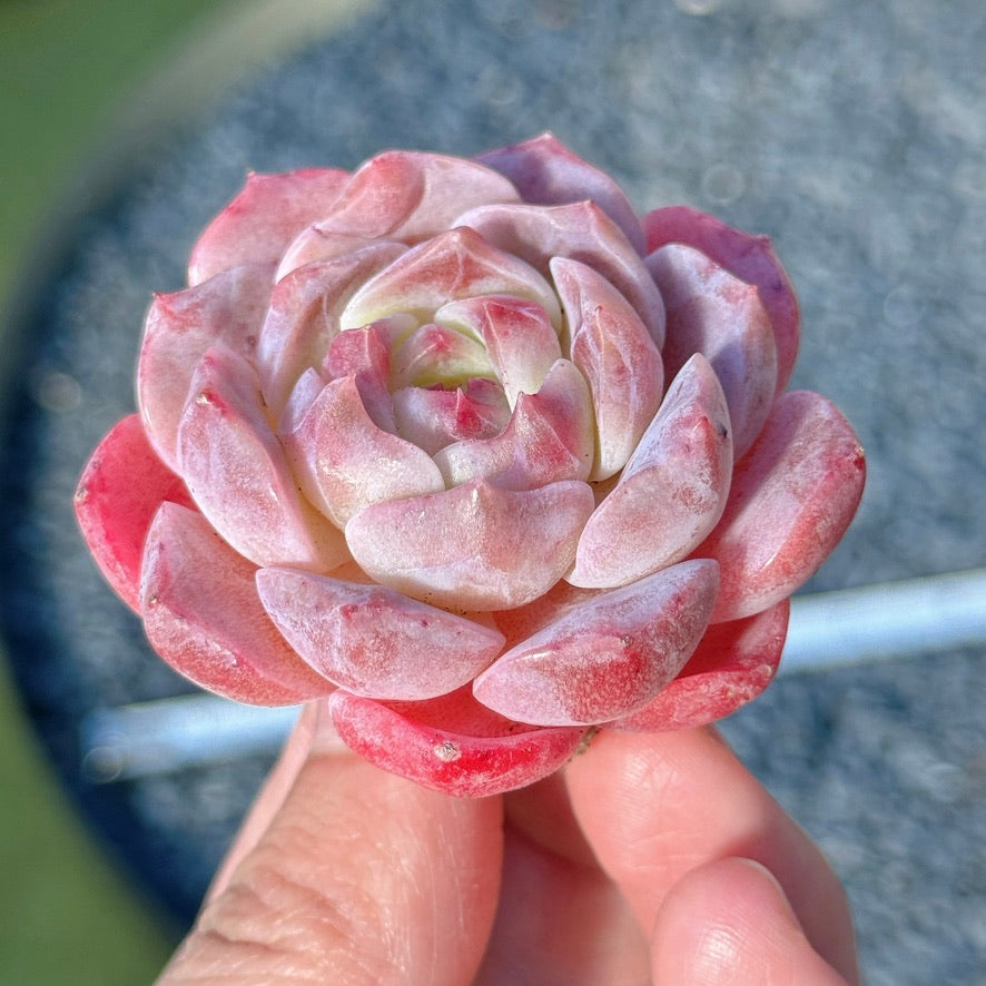 Echeveria Rosé Succulent Plant C